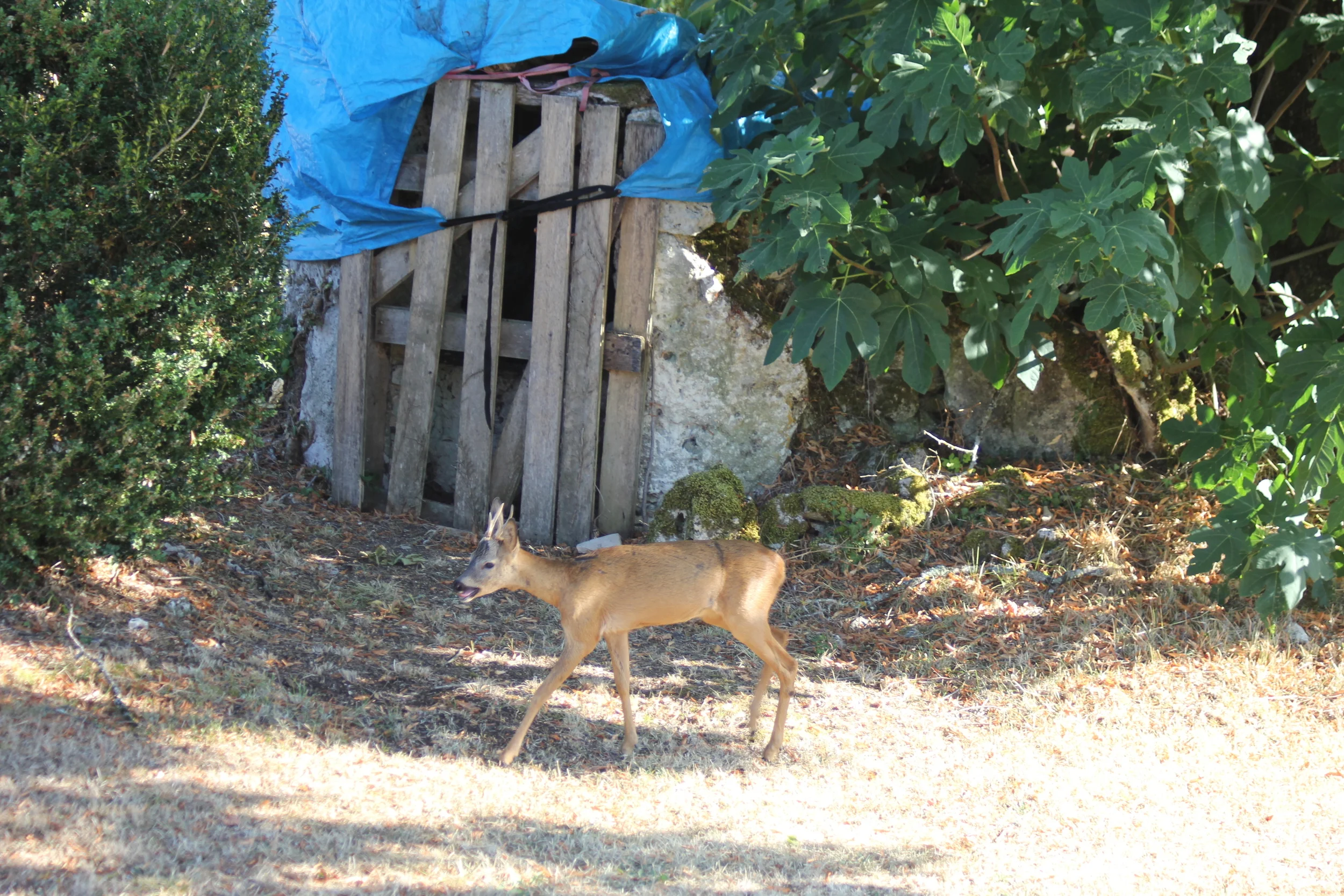 We had discovered the well.