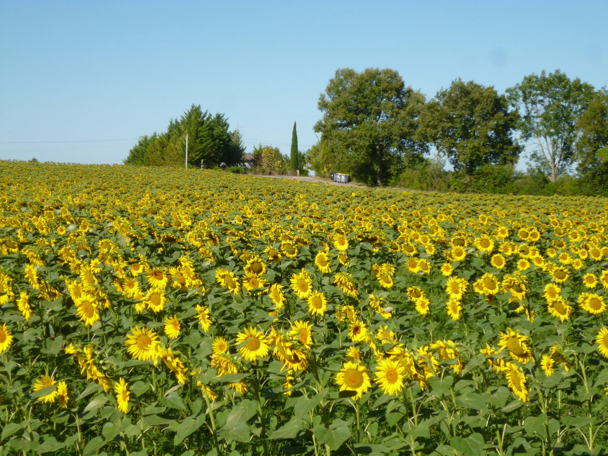 A local sunflower field. It's now a pleasure to go to the bins ( look closely).