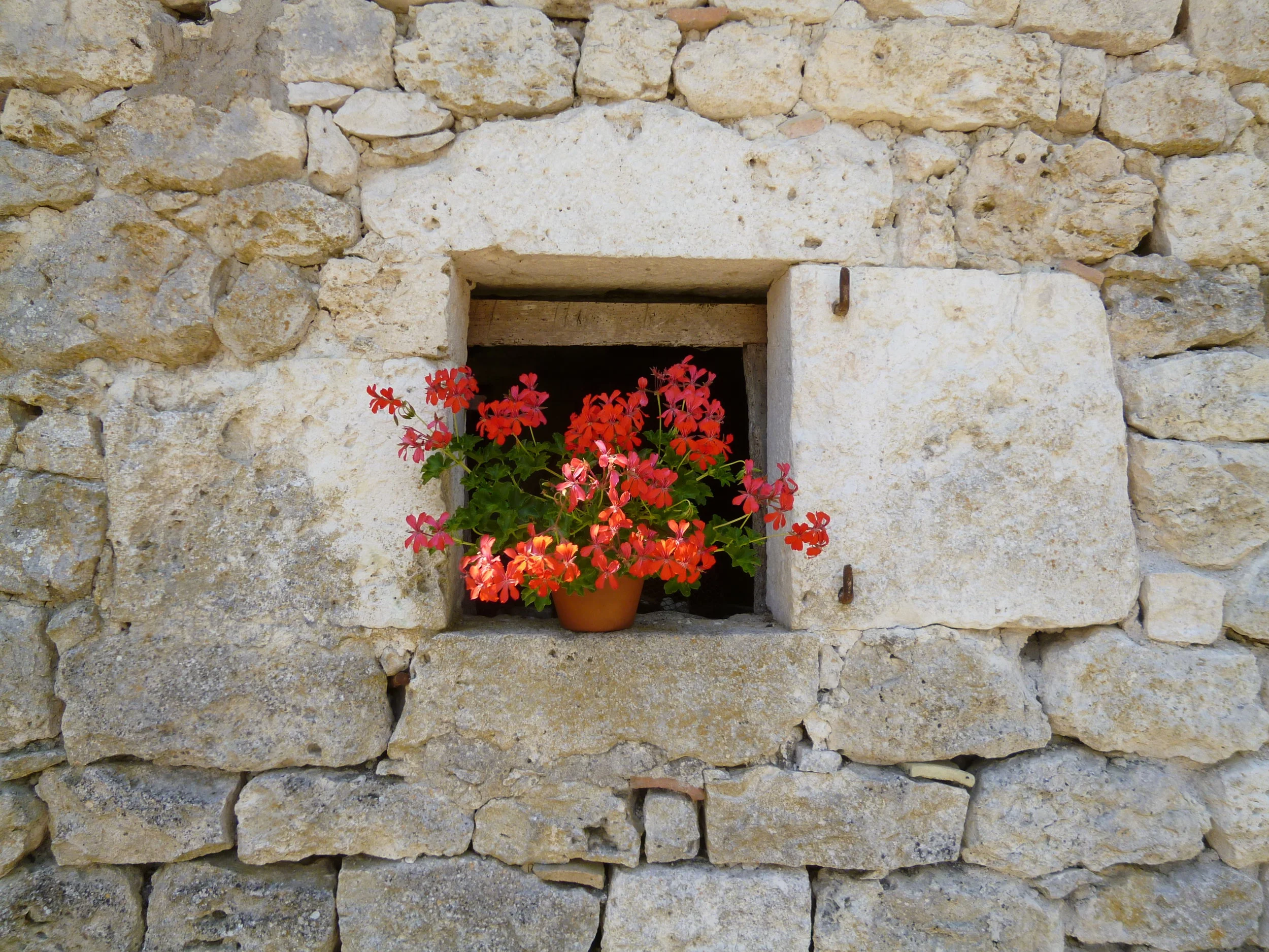Geraniums in the barn windows.