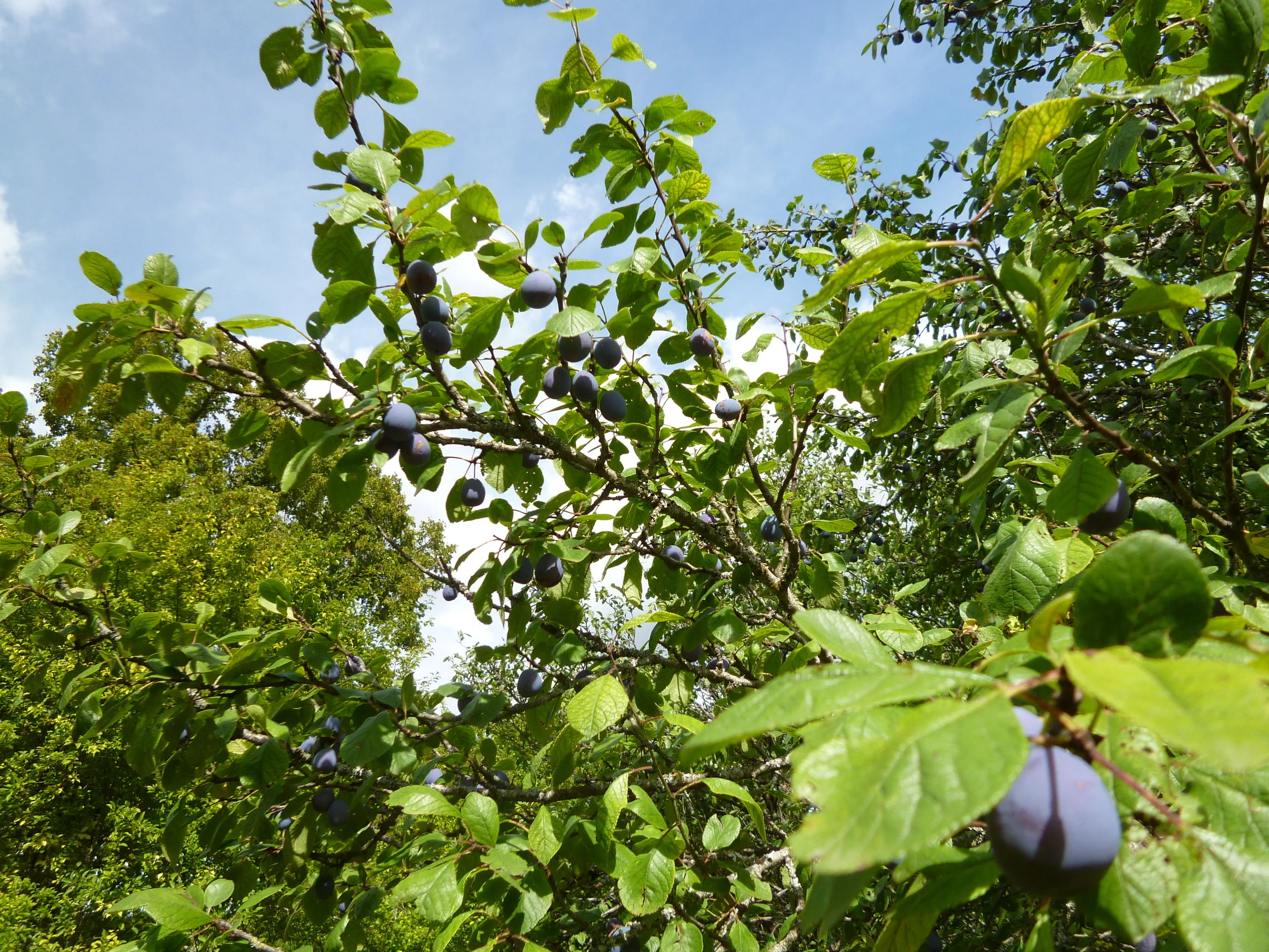 Damson trees