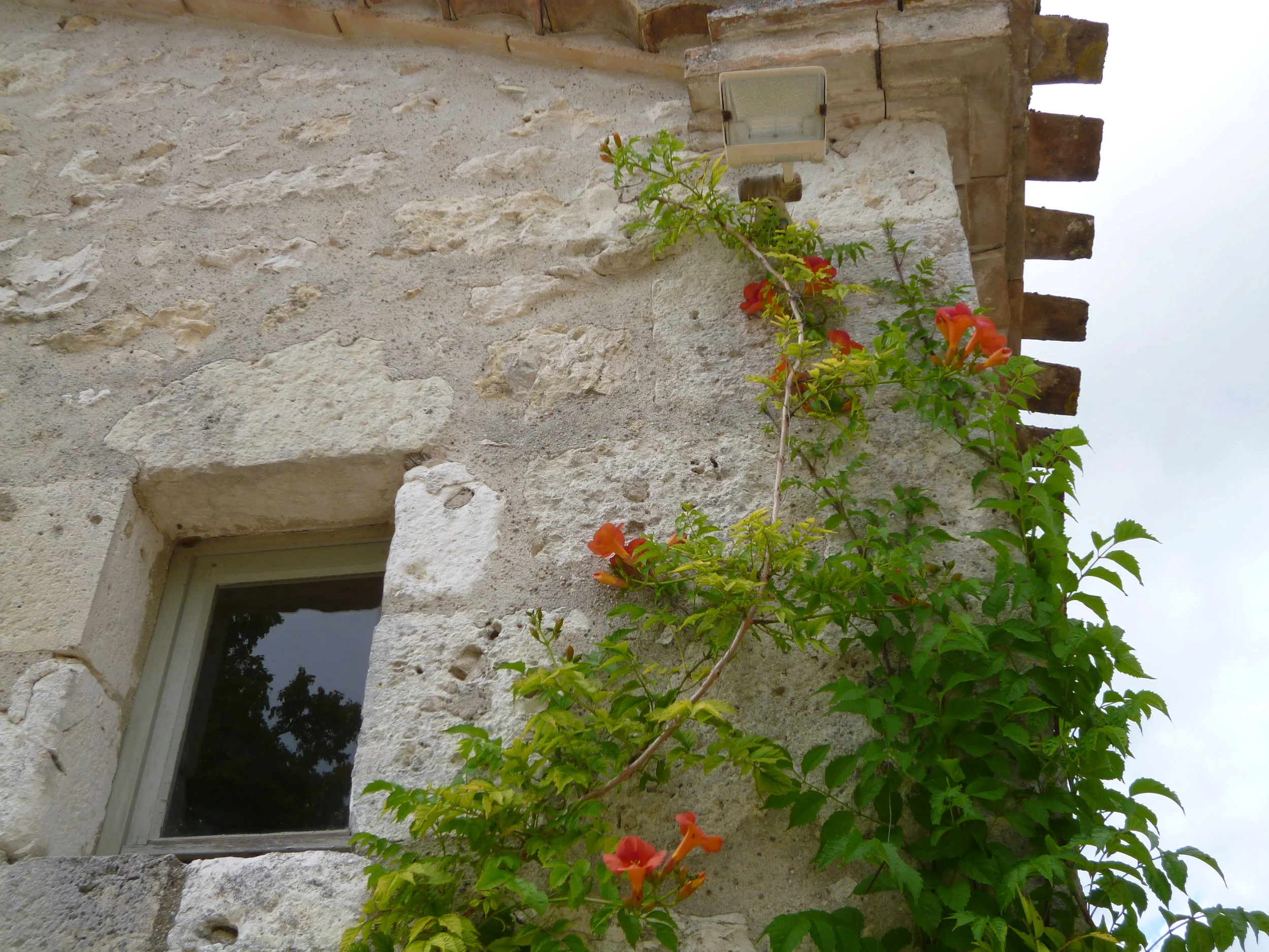 The hibiscus near the bolly door.