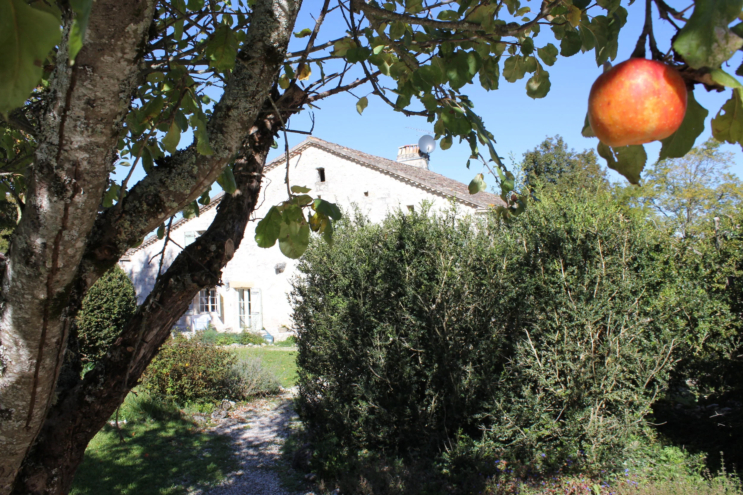 I really didn't superimpose the apple. The tree was cut back in winter 2015. It has only had one apple again this year!