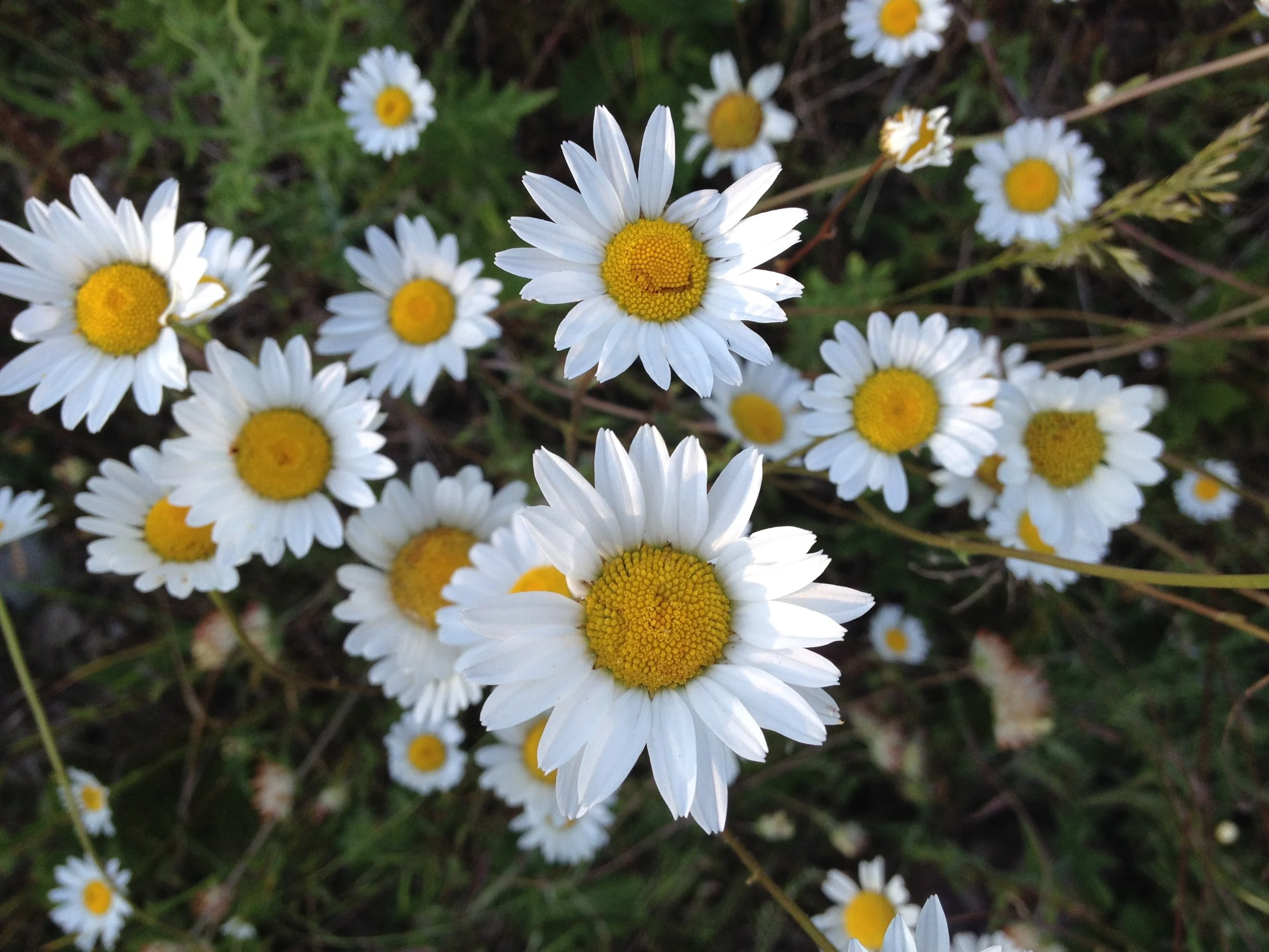 Daisy, Daisy,
