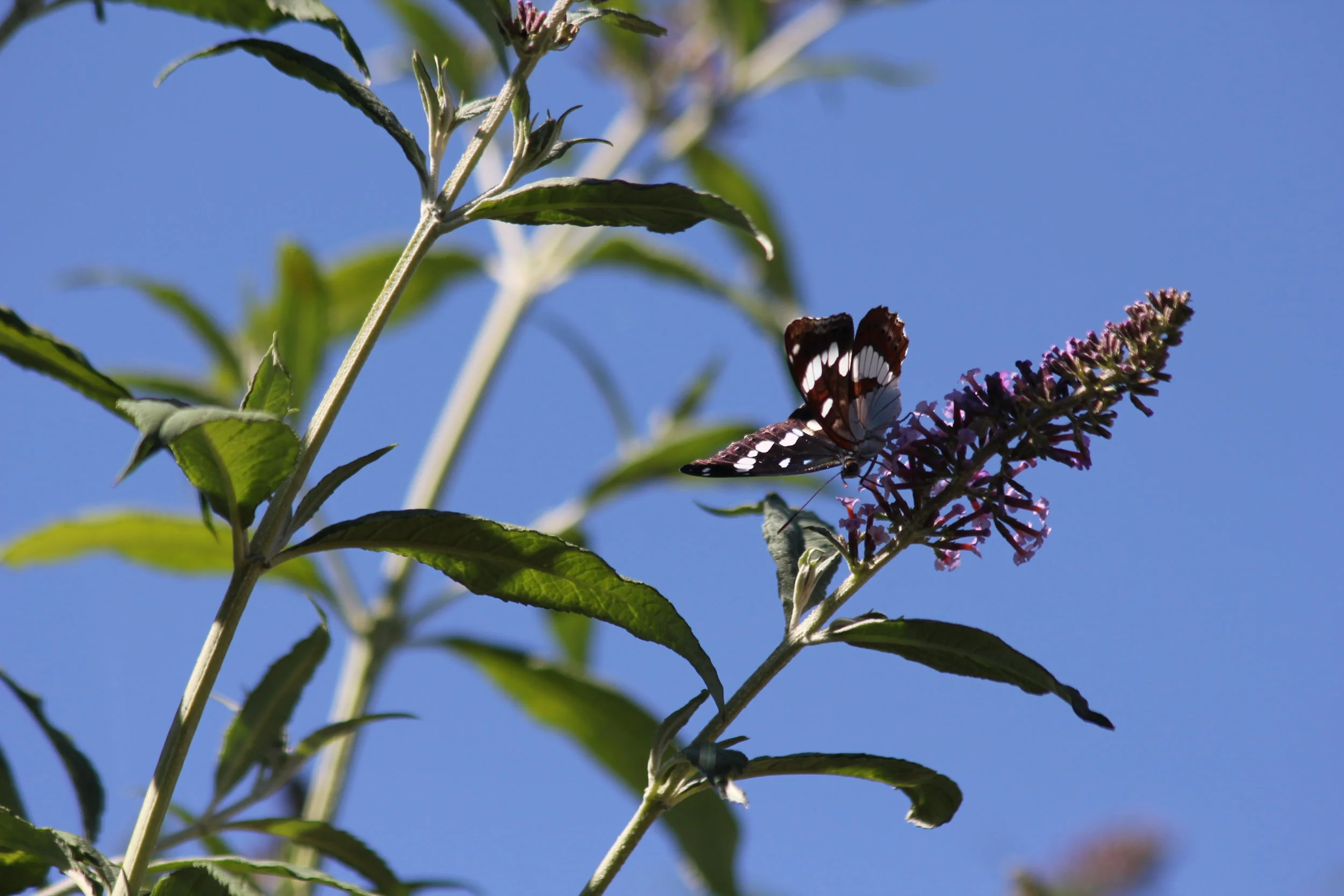 The buddleia on the east lawn attracts butterflies all summer.