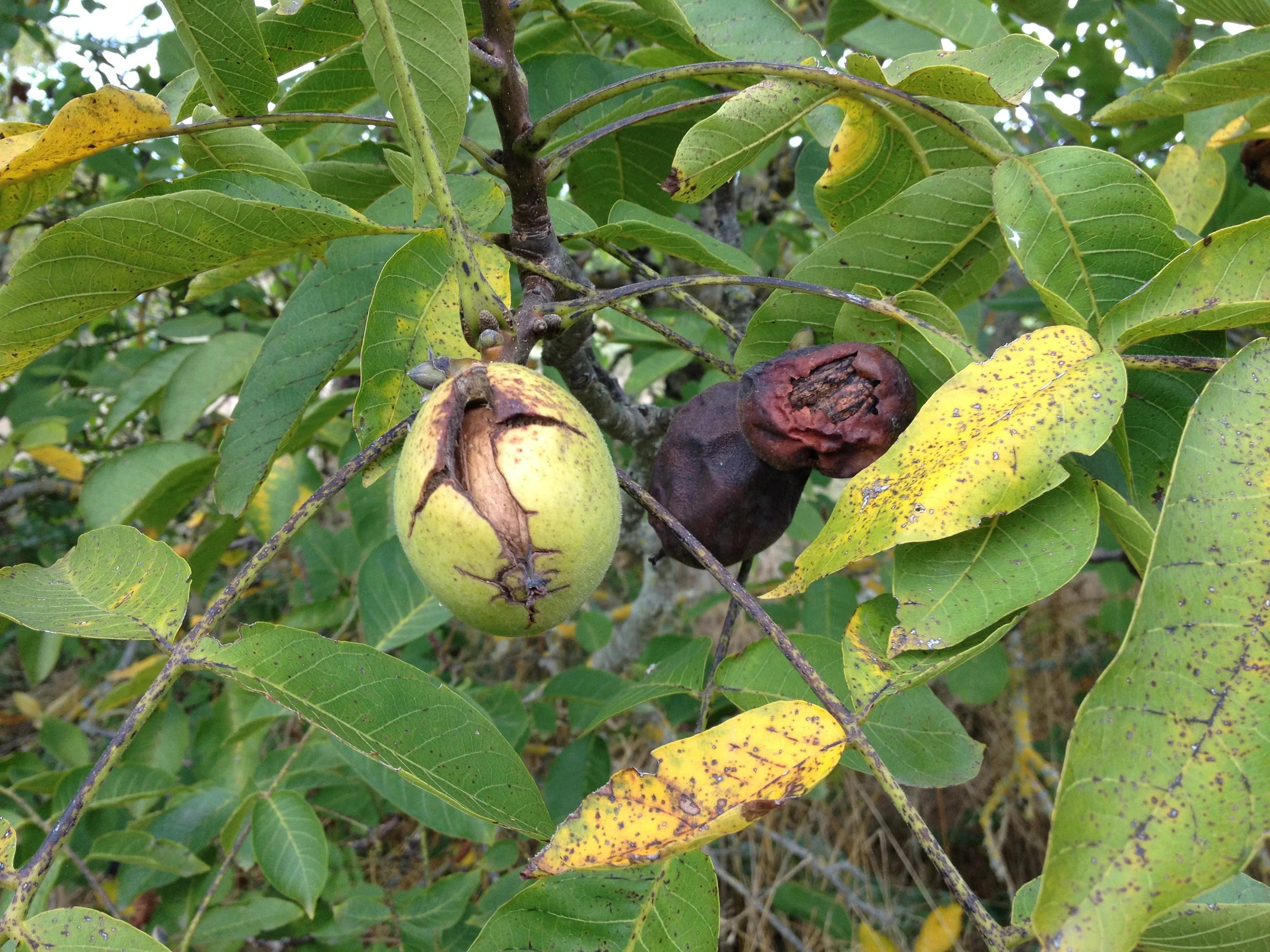 Walnuts. The one on the left is easy to release from its husk. The walnuts on the right are not so easy.