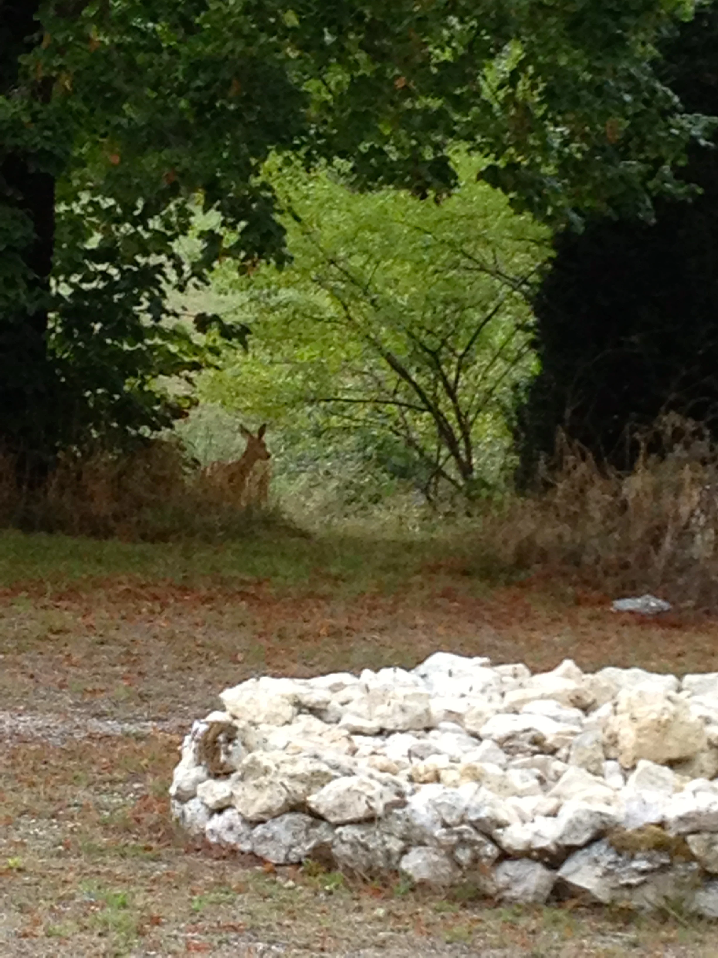 The gite drive. A local deer approaching the top! A work in progress, the roundabout.