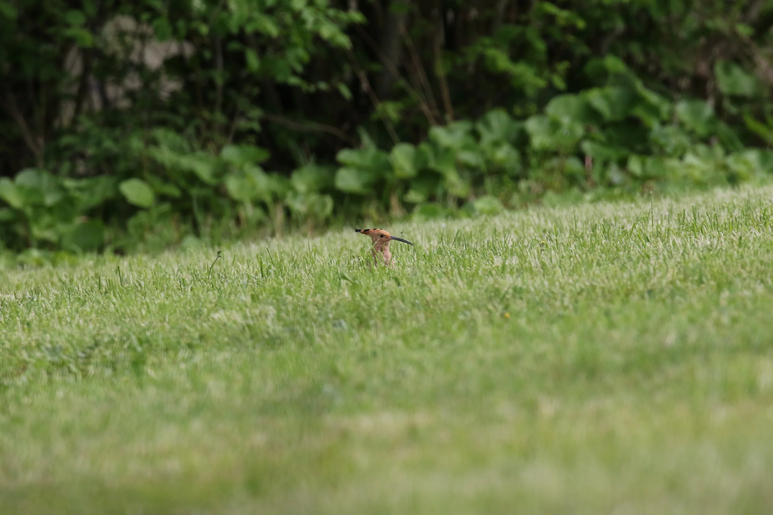The Hoopoe. Photo: Geoff Carss