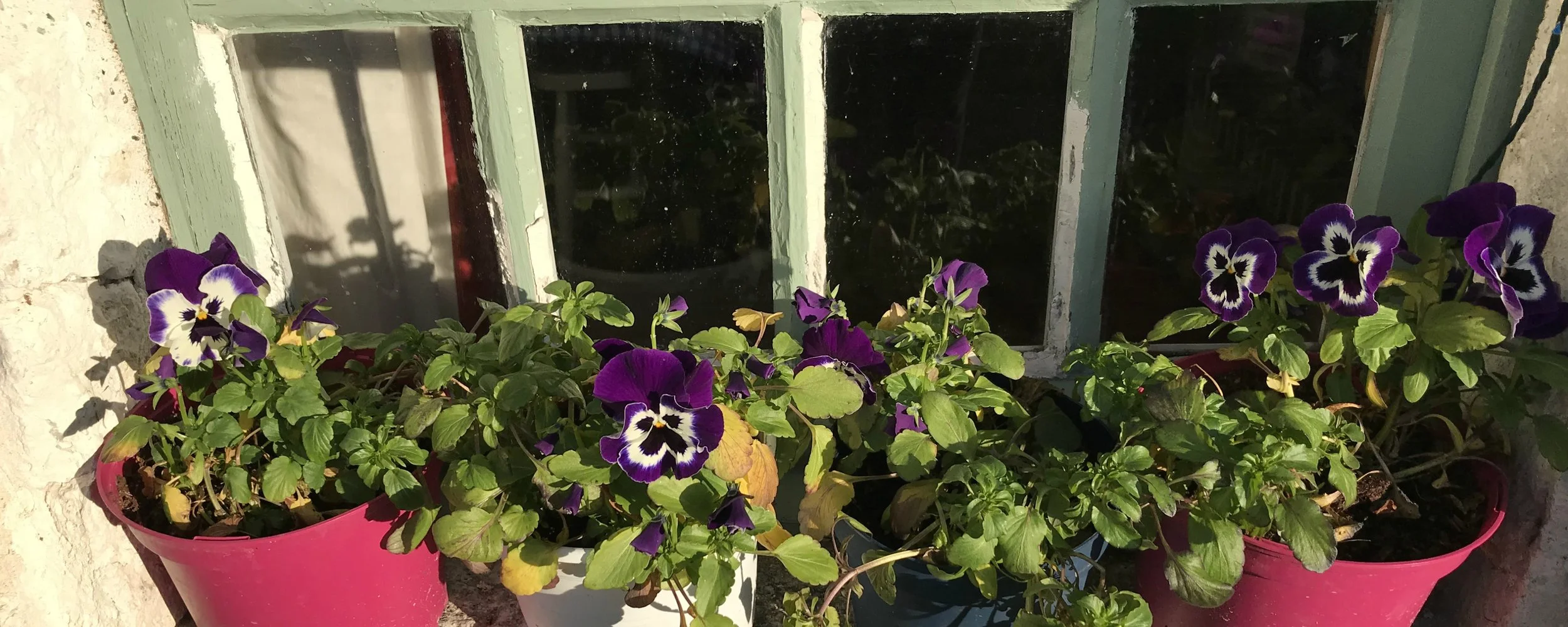 Winter pansies.