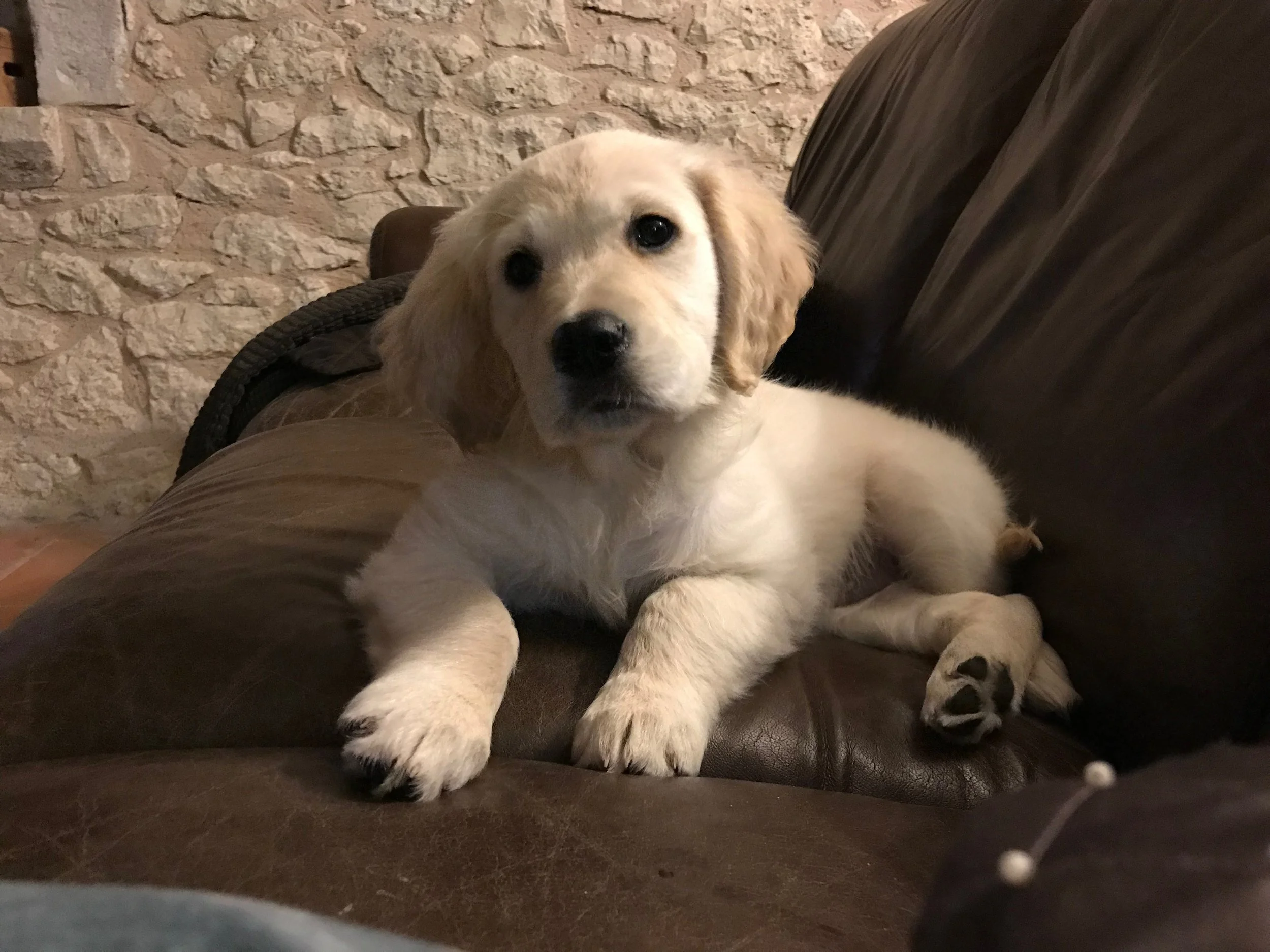 Not on the sofa already!