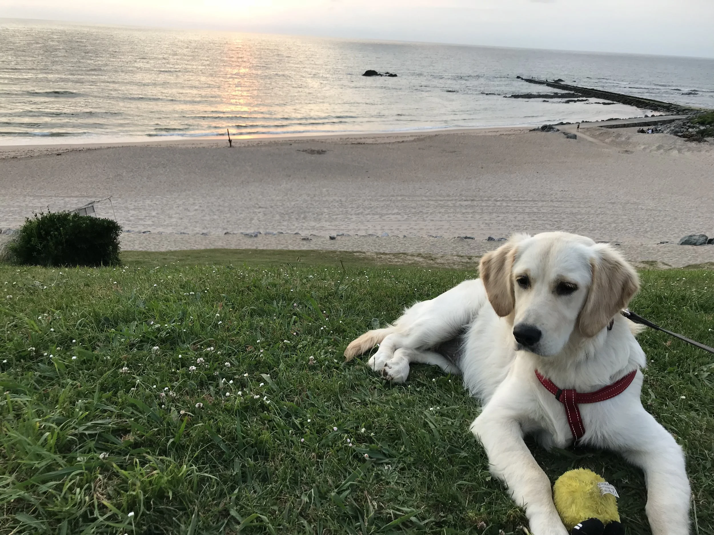 Emmie - The sun setting on the the sea at Biarritz.