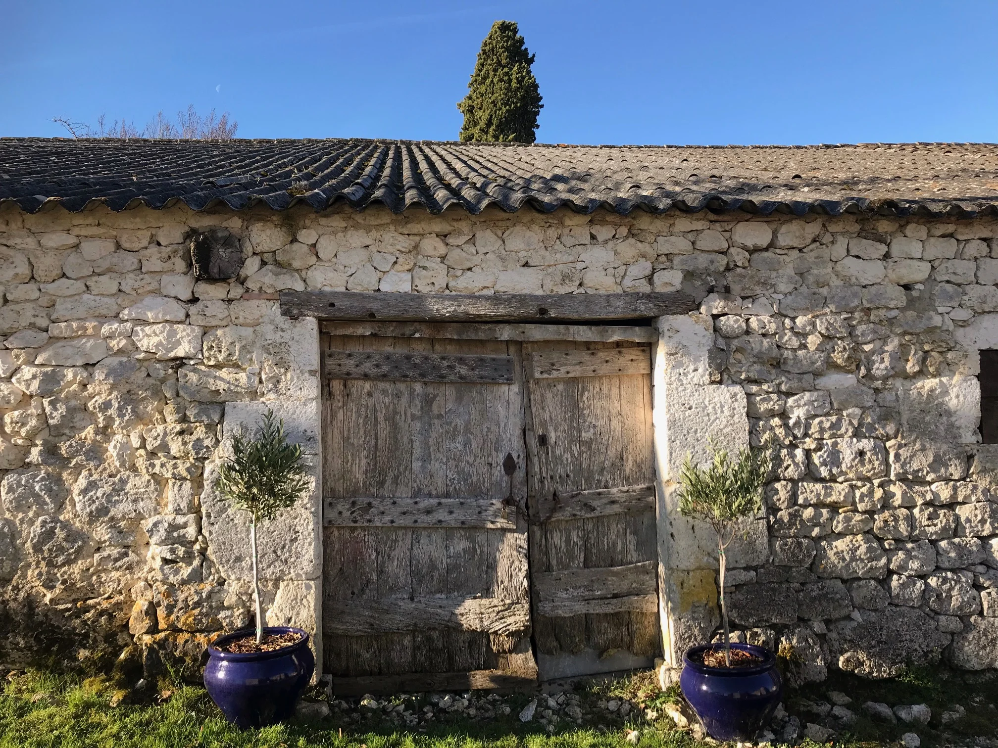 The olive trees have come out of their winter home and have a new spot at the entrance to the old barn.