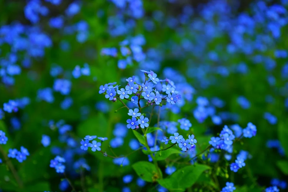 forget-me-not-pic.jpg