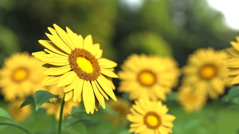 sunflower-pic.jpg