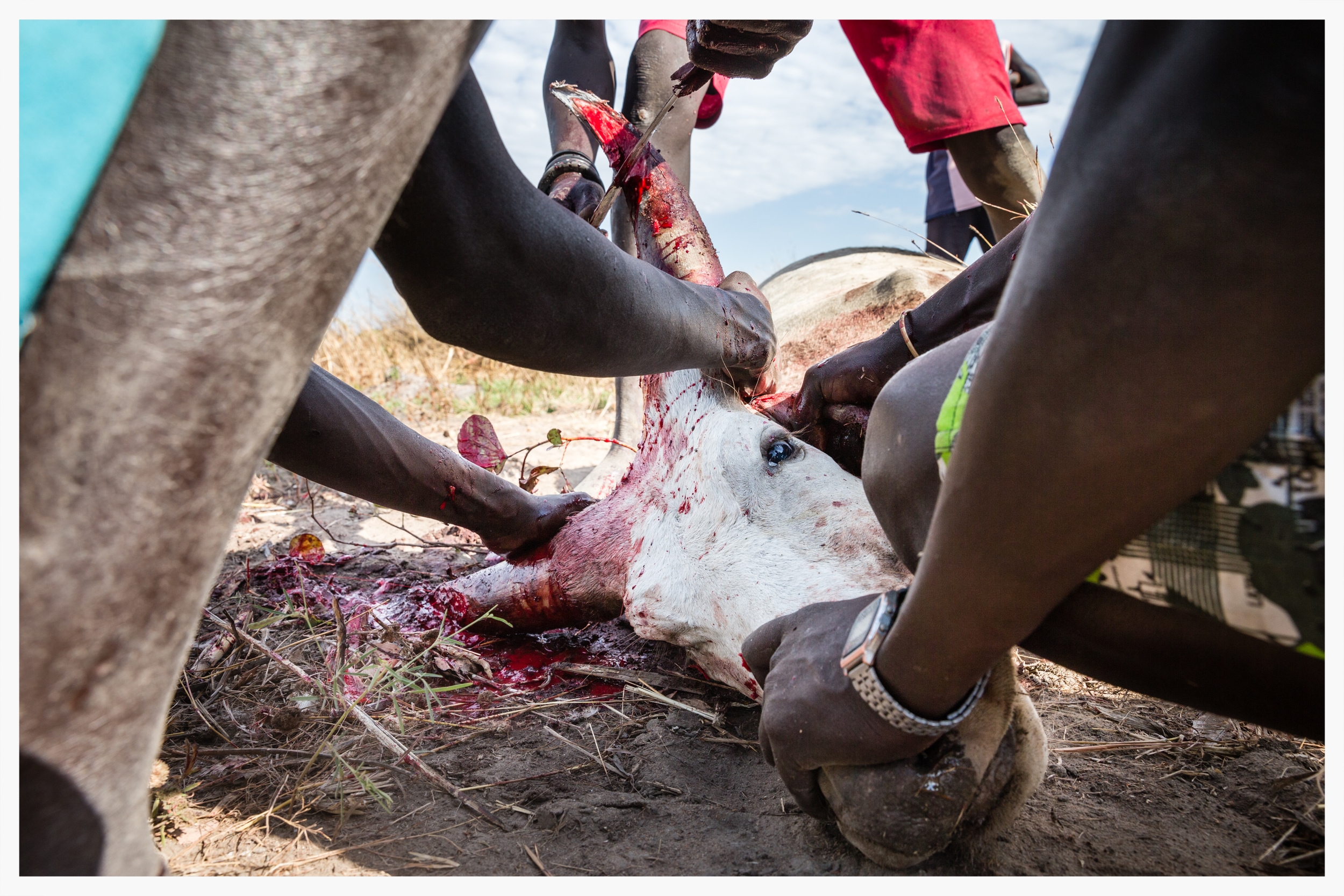 Traditional horn cutting, Lakatoc cattle camp, Tonj North, South Sudan . Photo © Marcus Perkins