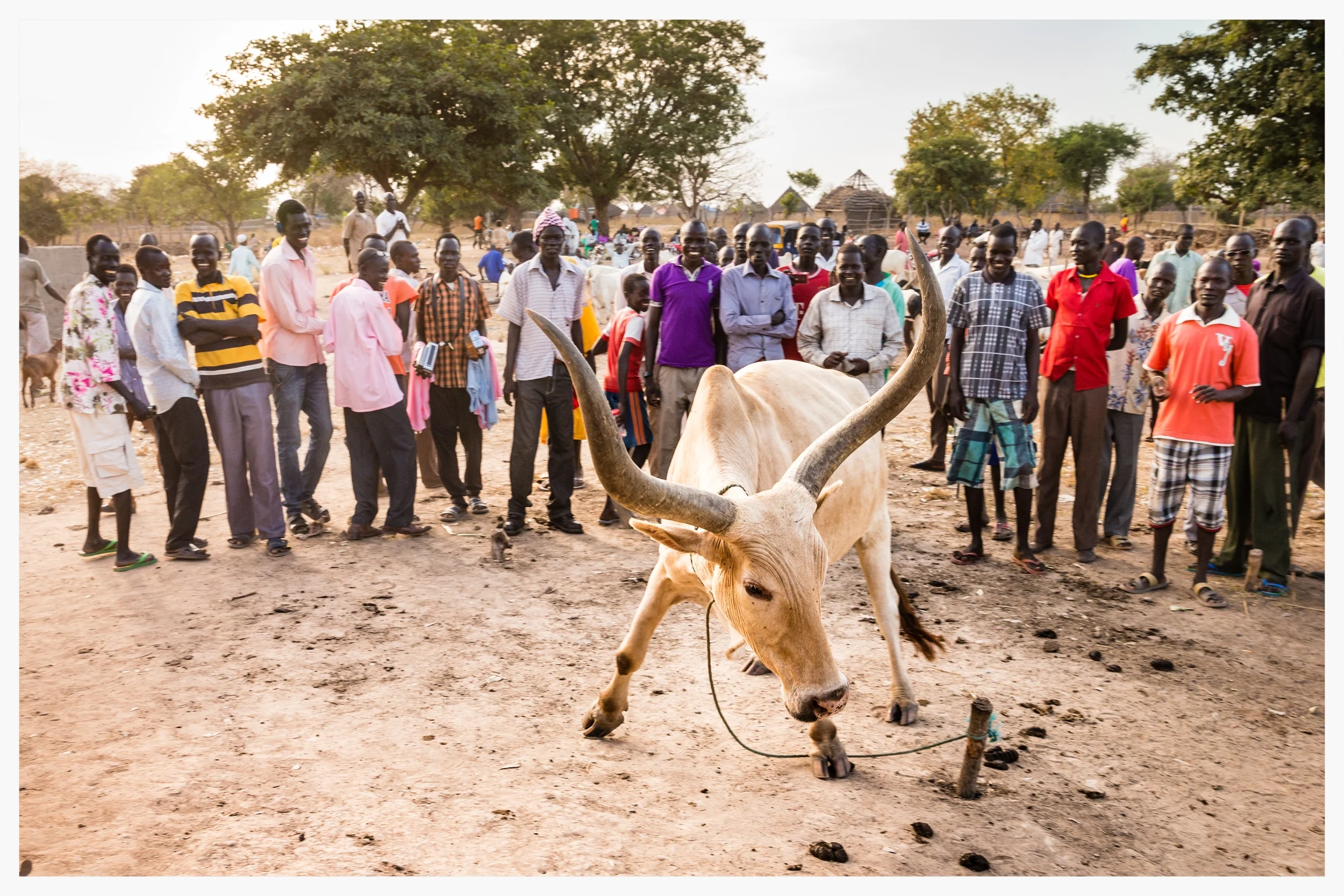 Cattle market, Tonj North, South Sudan . Photo © Marcus Perkins