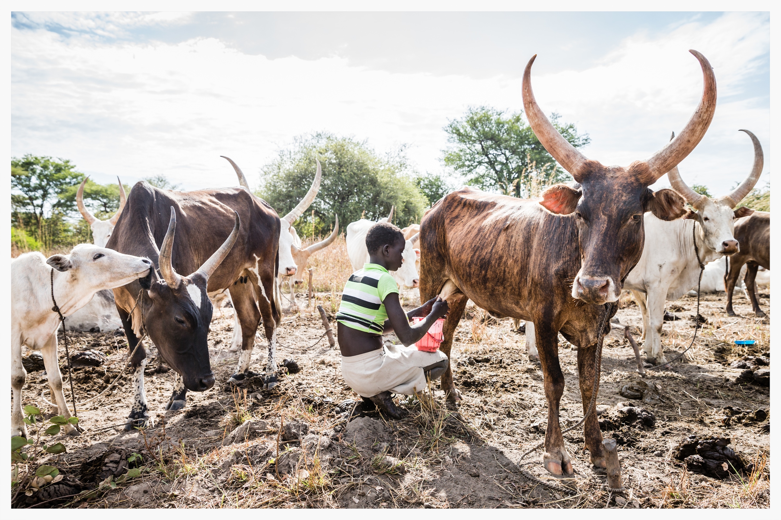 Milking cows, Lakatoc cattle camp, Tonj North, South Sudan . Photo © Marcus Perkins