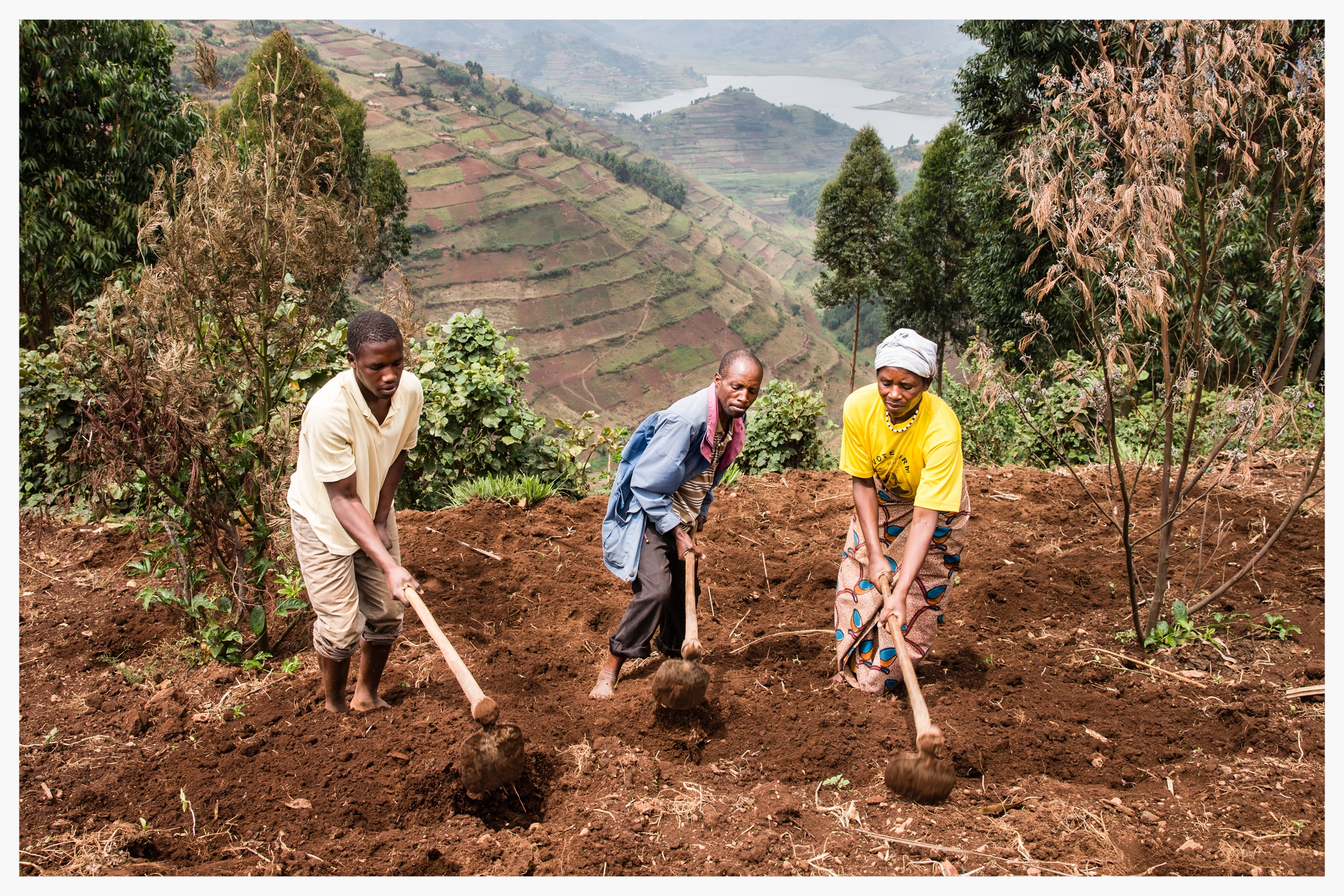 Milton and his family working in their potato field, Kabale district, south west Uganda. Photo © Marcus Perkins