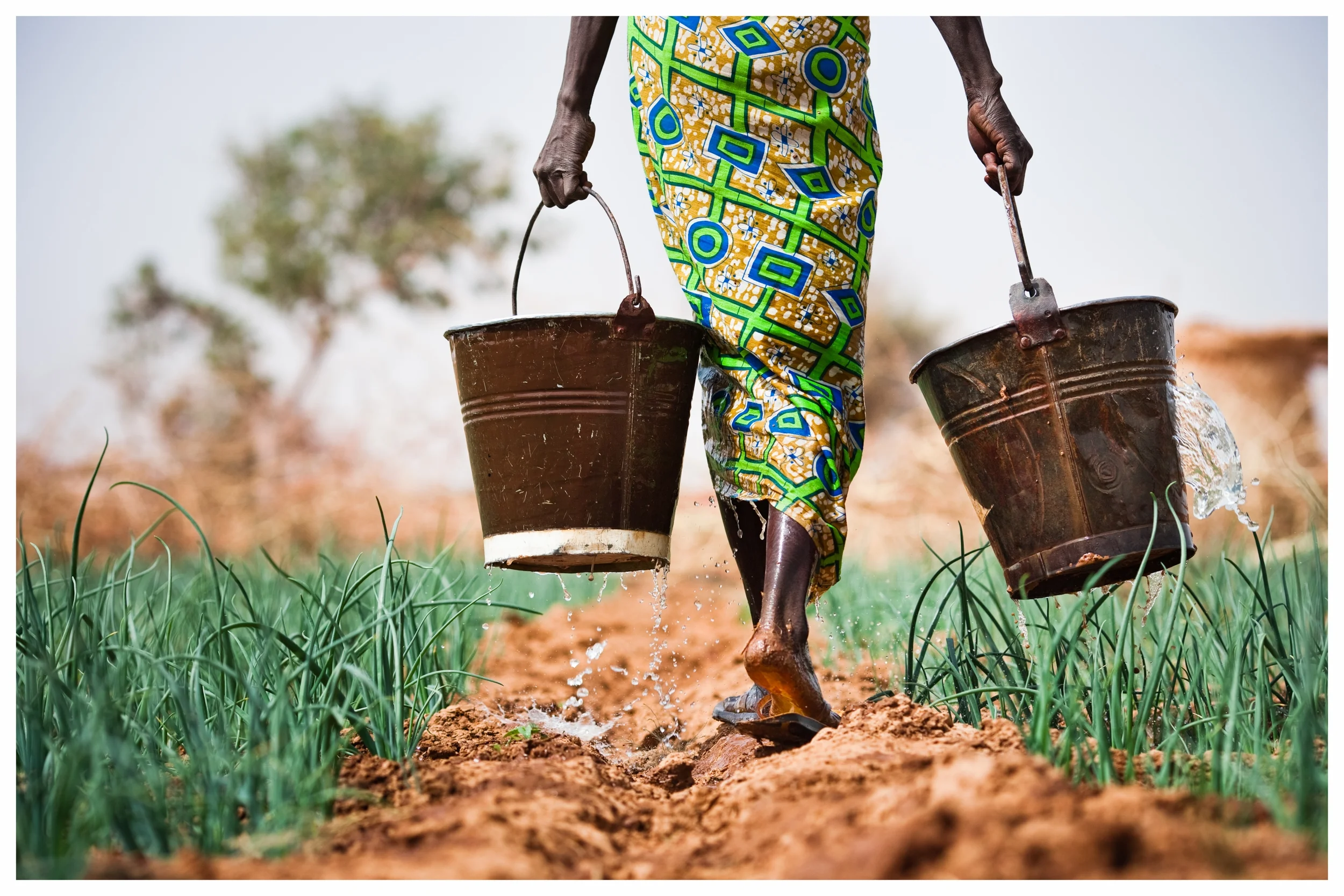 Subsistence farmer carries water for her onions. Kolguinguéssé village, southern Burkina Faso. Photo © Marcus Perkins