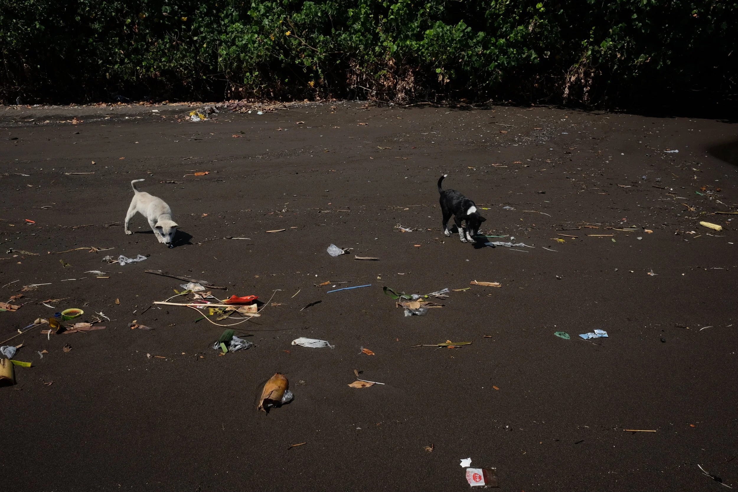 Plastic pollution in paradise