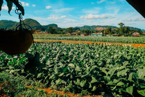 vinales_valley_cuba_landscape_tobacco_fields_mogotes.jpg