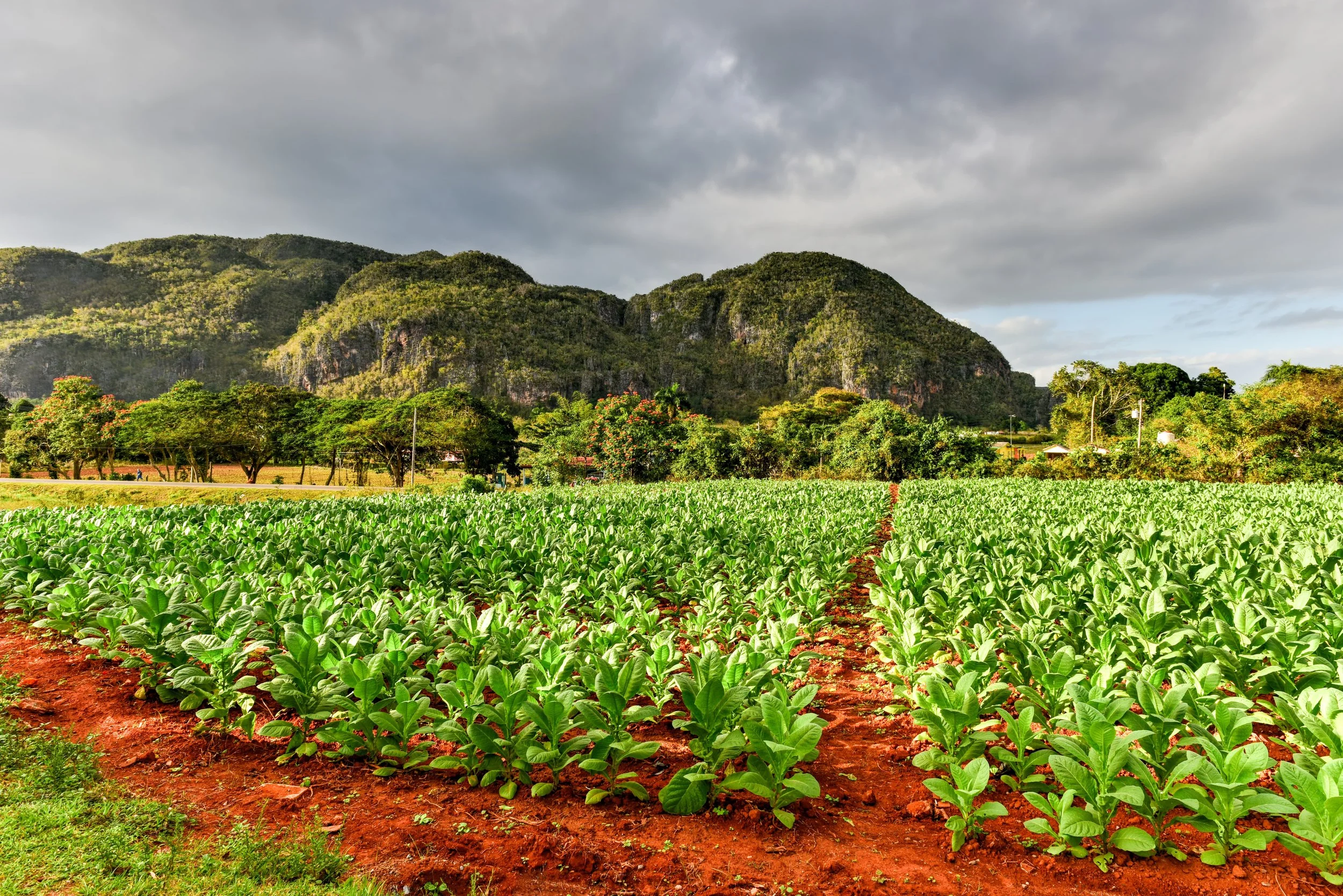 tobacco_field_vinales-cuba.jpg
