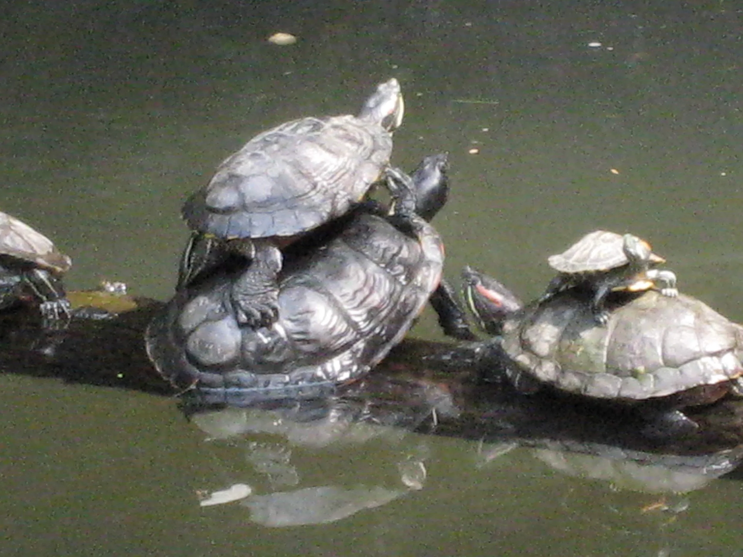 Turtle Stack.JPG