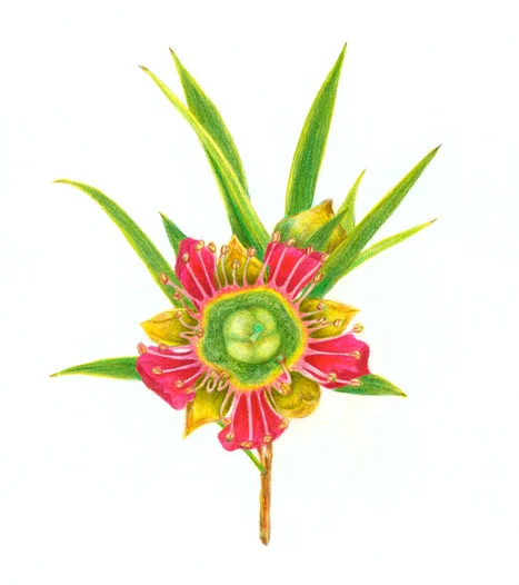 Illustration_Australian_NativeFlower