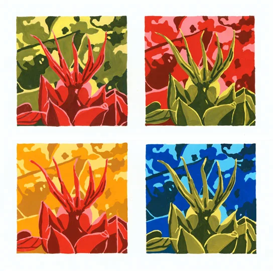 Illustration_Australian_NativeFlower_4Tone_Artwork