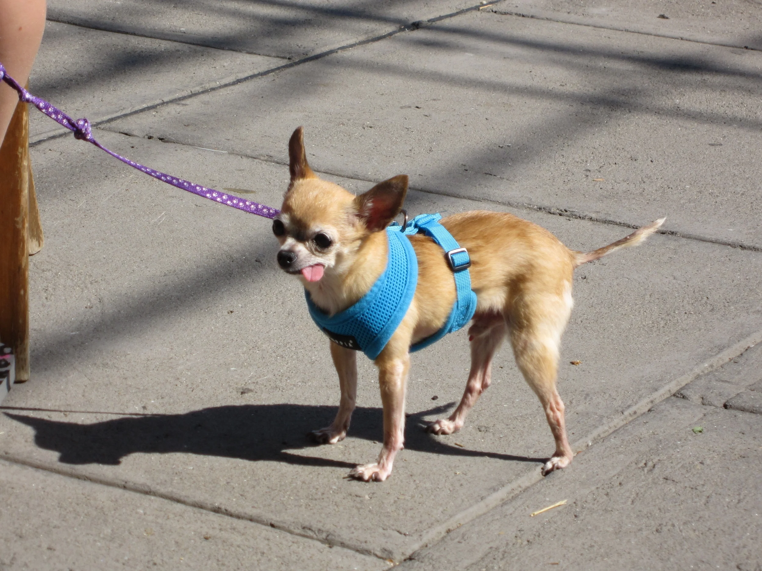 NewJersey_Chihuahua_Near_A_Bagels_Shop