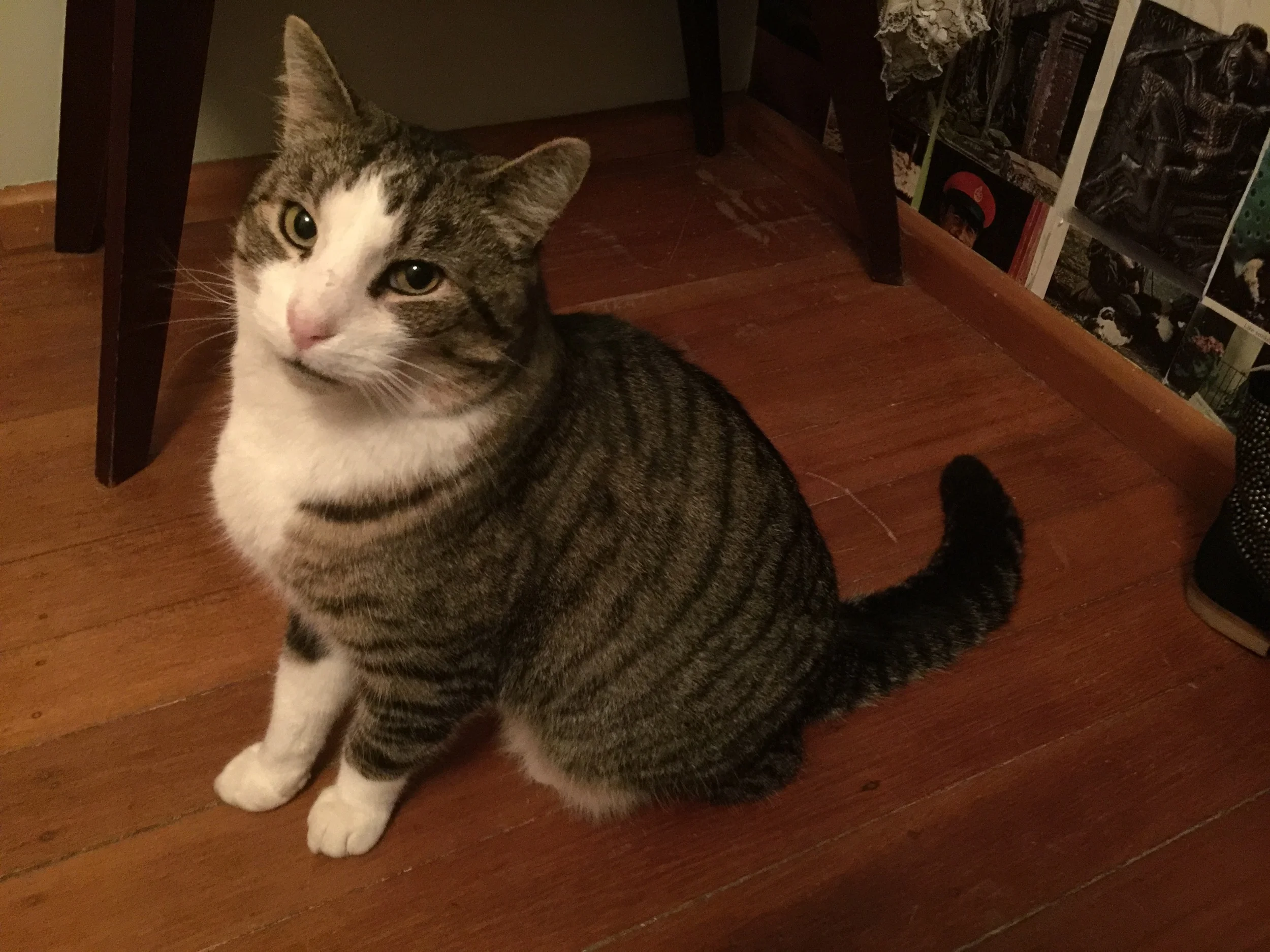 NewZealand_chubby_Cat