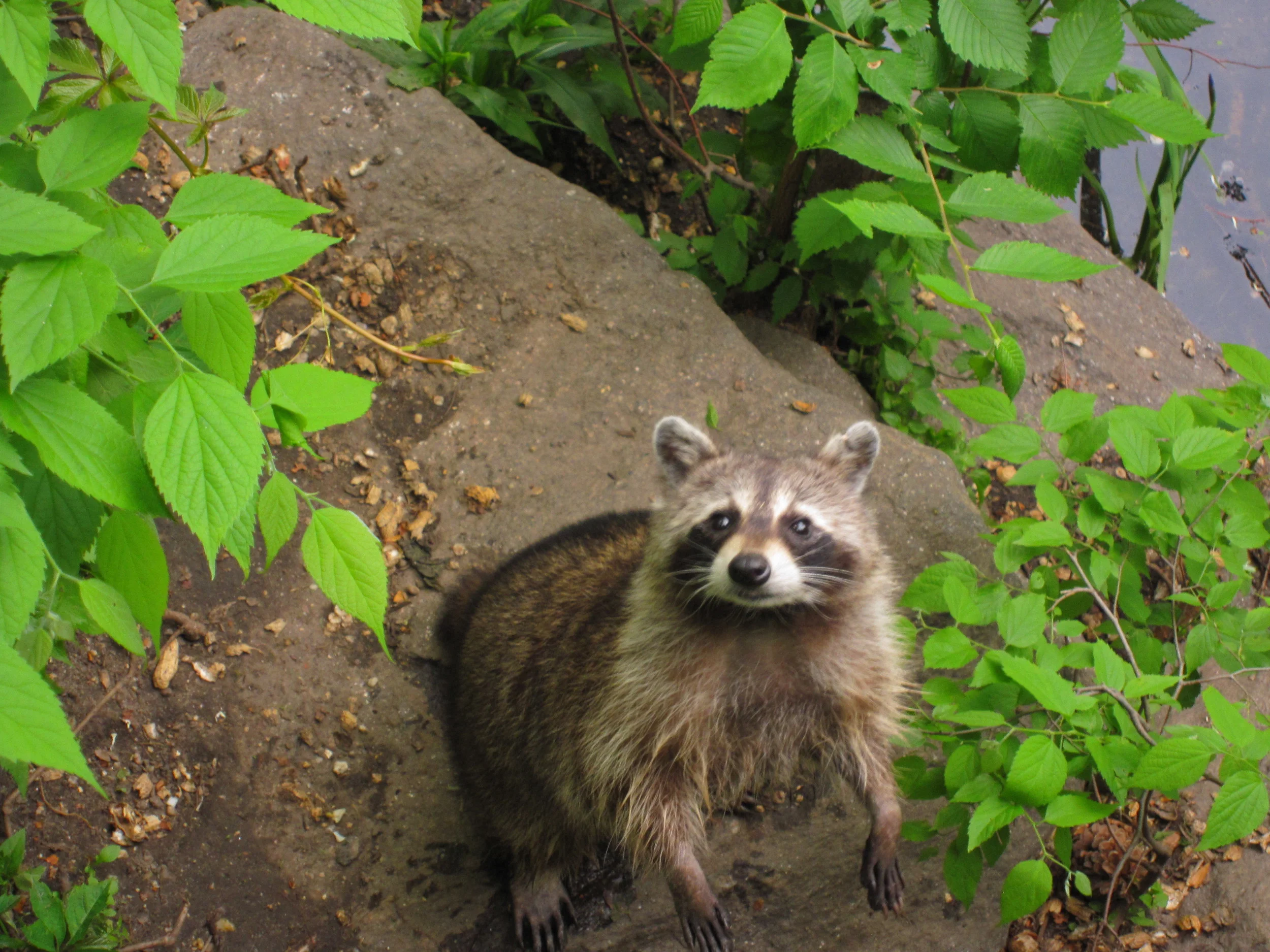 NewYork_CentralPark_Squirrel