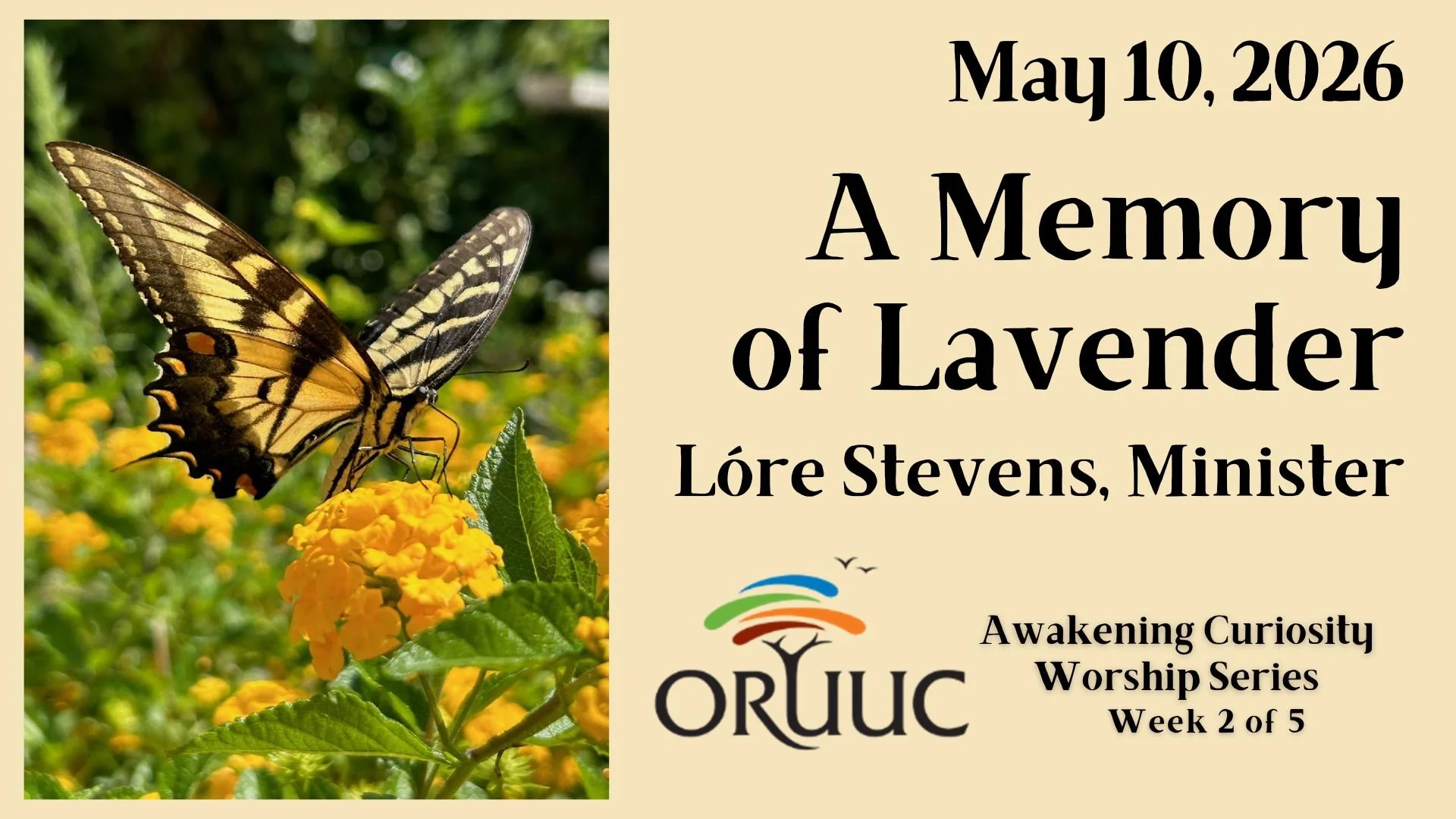 Sunday Morning Worship: A Memory of Lavender