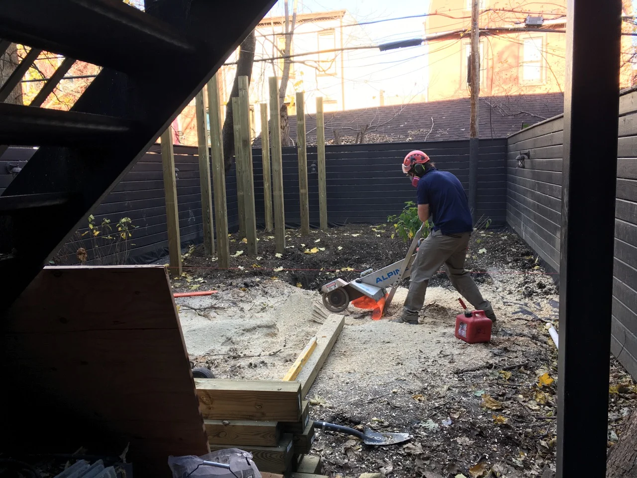 Taking down a massive tree