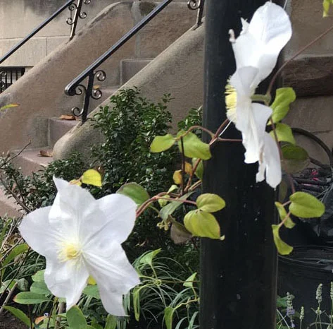 Vine growing on the lamp post