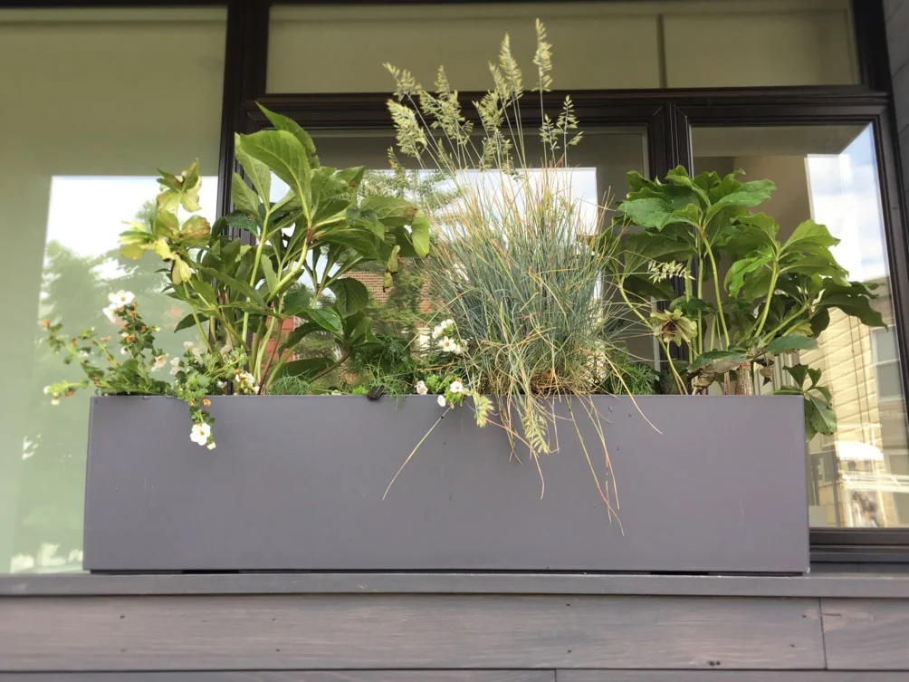 Custom Planters that match the exterior, with a mix of perennials such as blue fescue grass and lenten roses and annual bacopa