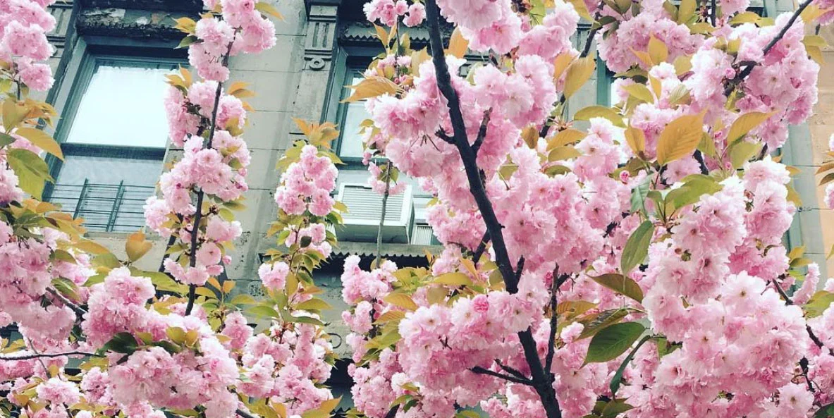 EP_CHERY_BLOSSOMS copy.jpg