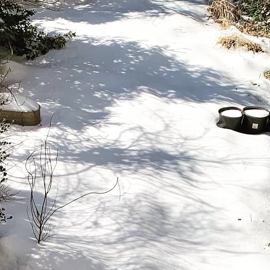 Loving the play of shadows in the snow, even more because I&rsquo;m pretty sure it will be all gone in days #isitspringyet