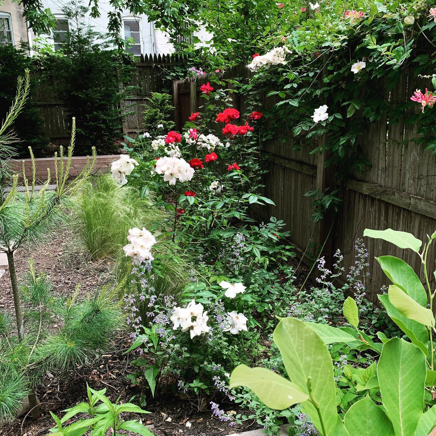 A trip back in time to show the process of building a successful garden. The first question is always: where does the water go? Brooklyn used to be full of marshes and rivers, and though we lost much of the agrarian wisdom of the land over the last c