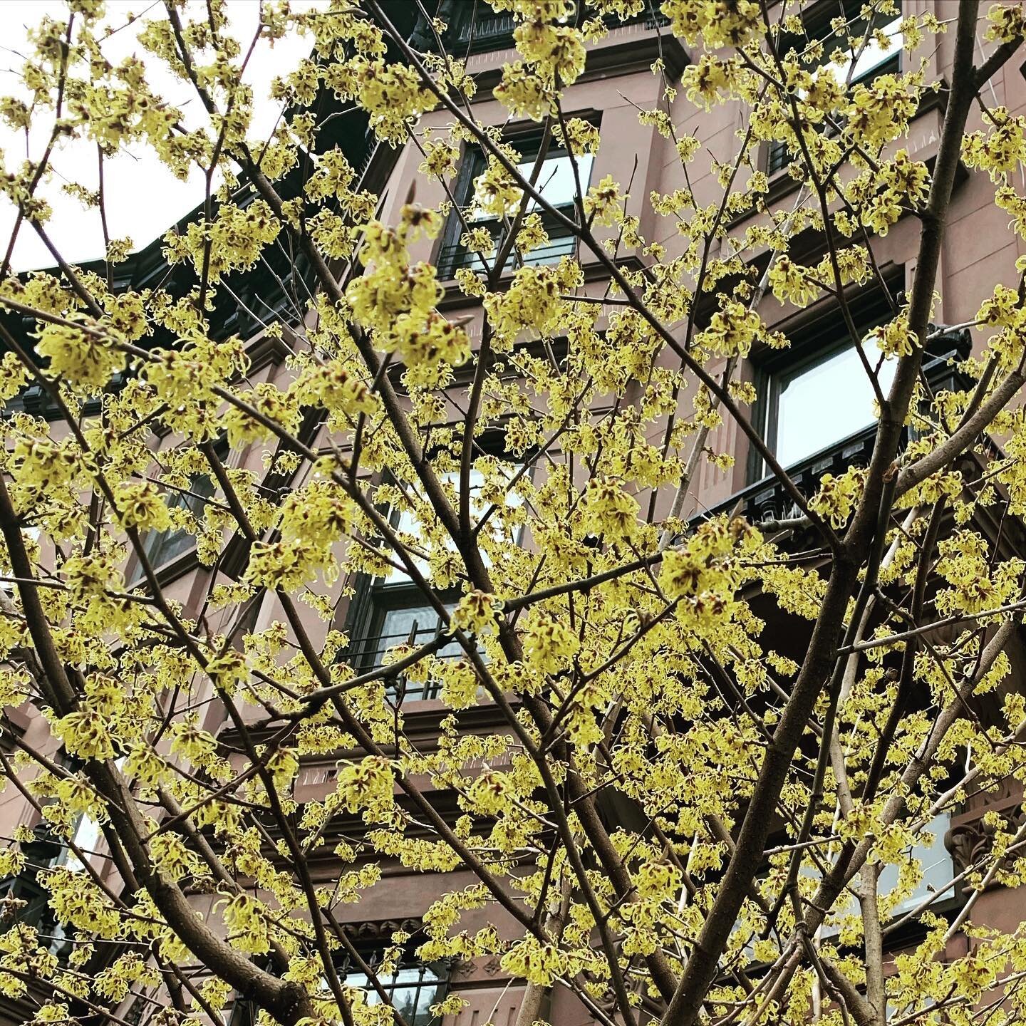 Love the winter flowers! Witch hazel in full bloom #parkslope #nativeplants