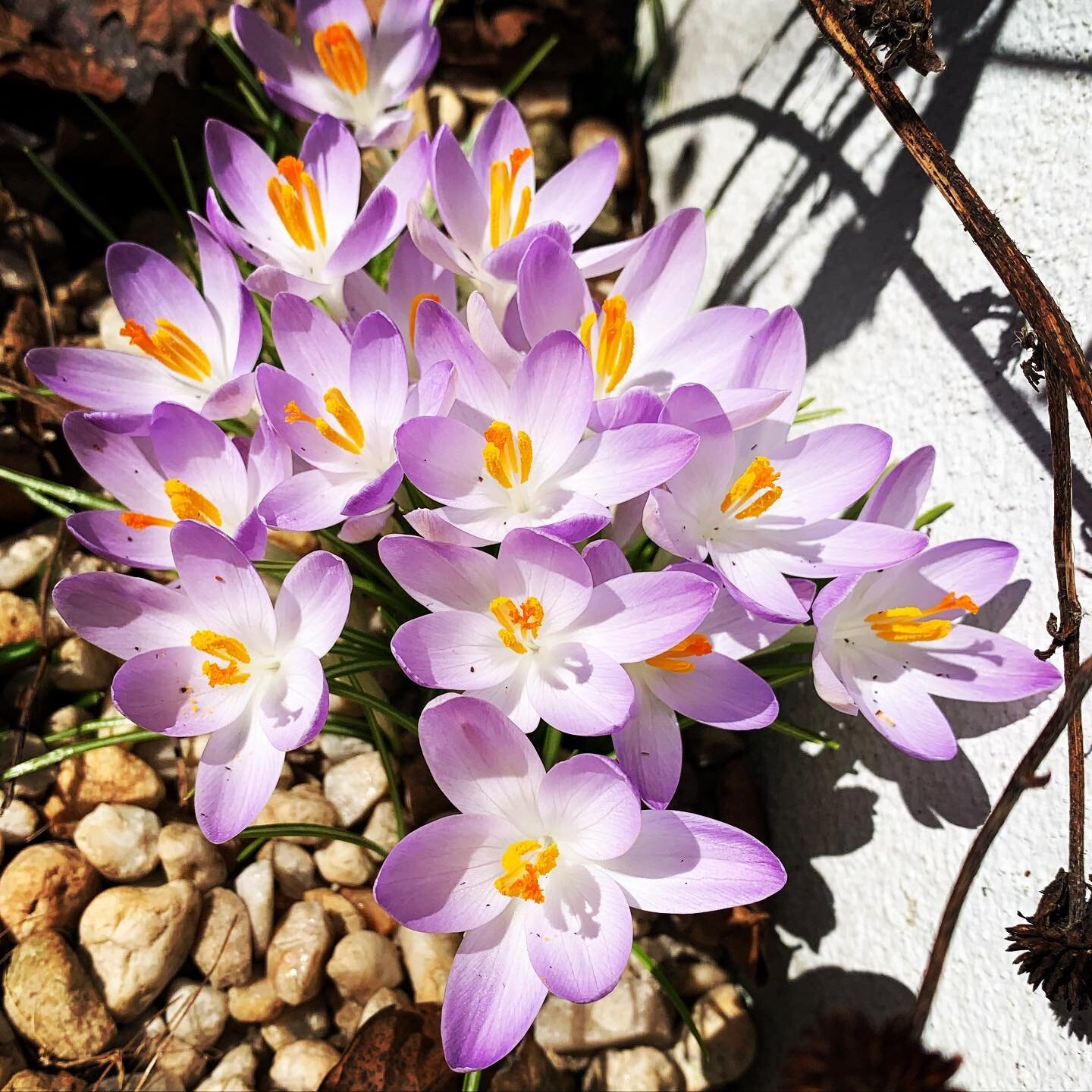 Yes, spring is almost here, the crocuses don&rsquo;t lie