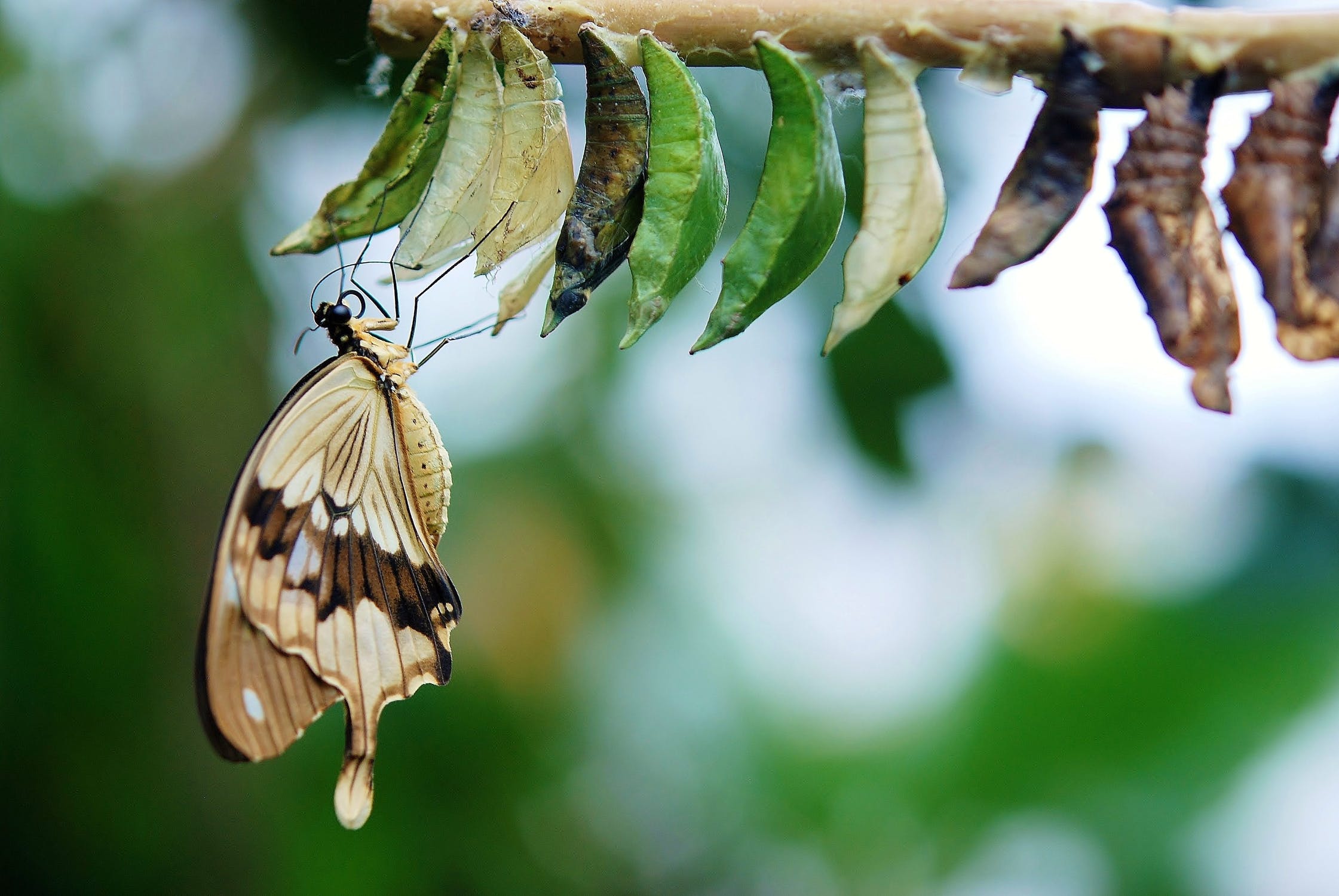 Butterfly.jpeg