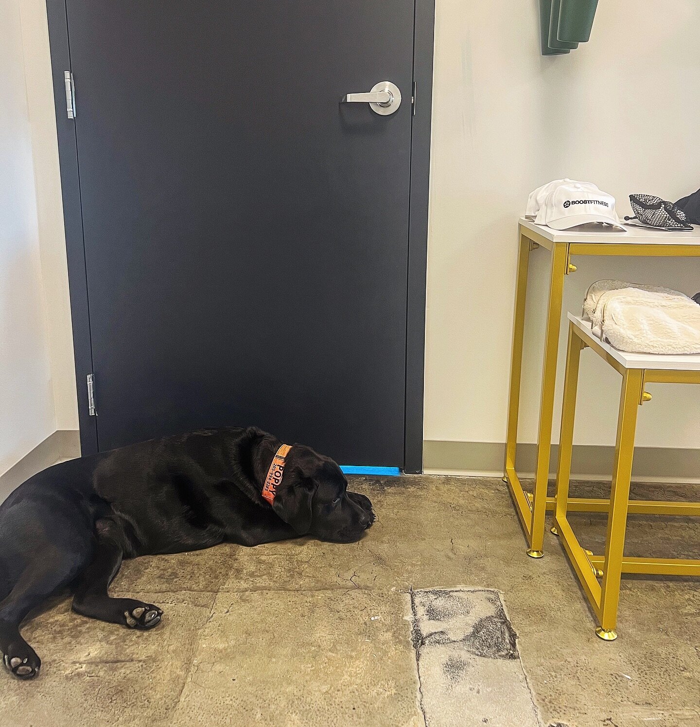 You will always feel safest tanning at Boost Fitness thanks to Poppy being the tan room guard dog 🐾☀️

You don&rsquo;t have to leave Newtown to get a great tan! Puppies and tanning? What could possibly be better?!

#boostfitness #newtownct #tanning 