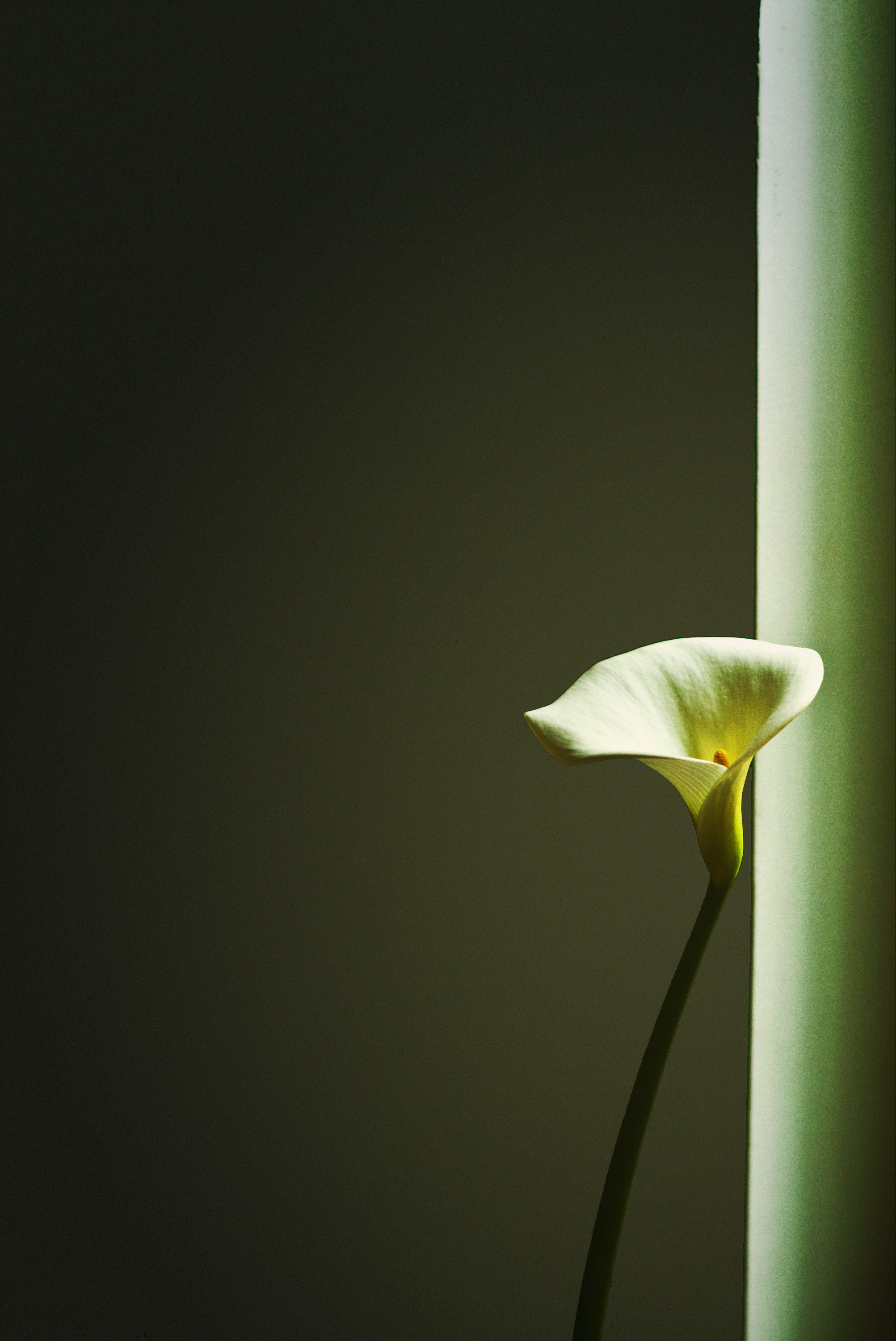 flower-gradient.png
