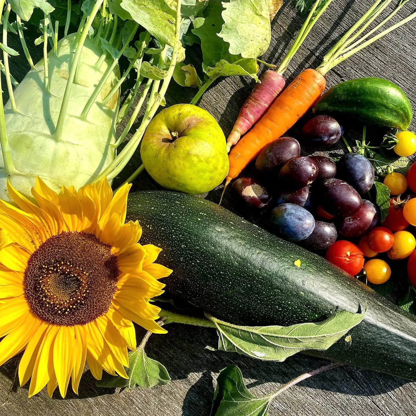 Hach, der September!🏵🌾🍏

Mit dieser &uuml;ppigen Herbsternte sind wir heute mit den Kindern der Katz und Maus-Kita nach den Sommerferien im Schulgarten in Marzahn gestartet.
Wir haben spielerisch die Natur begr&uuml;&szlig;t, den Garten erkundet u