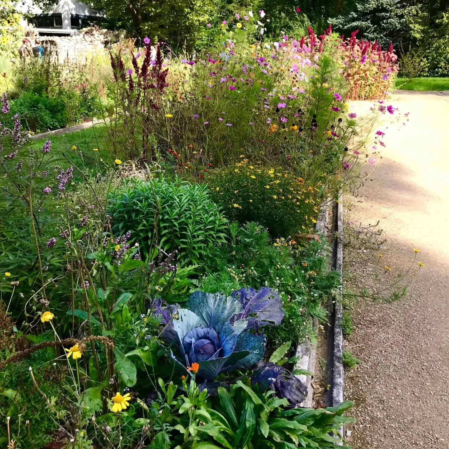Bunte Beete im Herbstlicht. 💚🌼🧡

Der Nutzpflanzengarten im Botanischen Garten @botanicgardenberlin zeigt sich gerade nochmal in seinem sch&ouml;nsten Regenbogengewand. 🥰

Cosmea, Amaranth und die Sonnenblumen strahlen mit Rotkohl und Rainbow-Mang