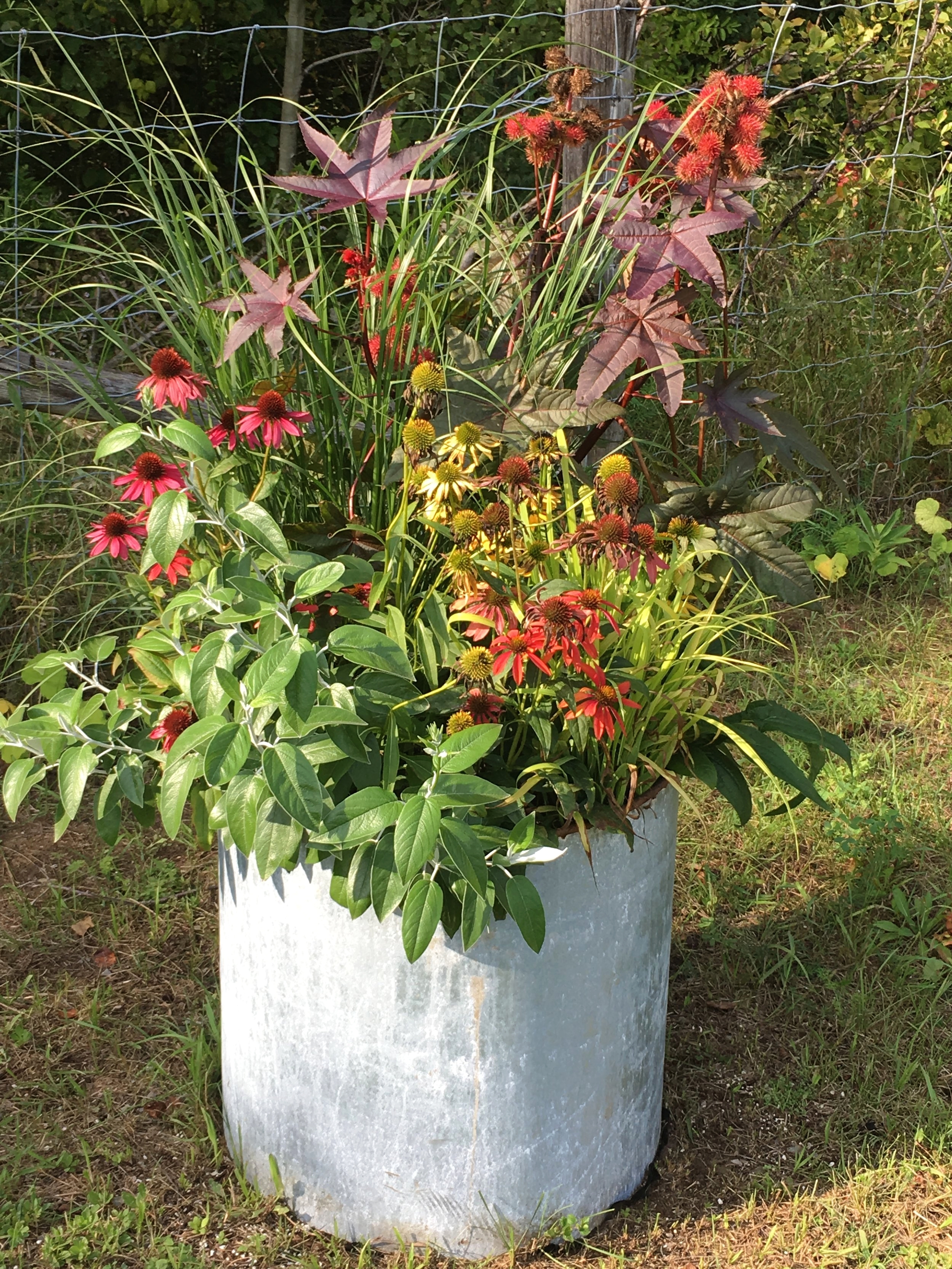 Container planting schemes-quirky and colourful to soft and elegant