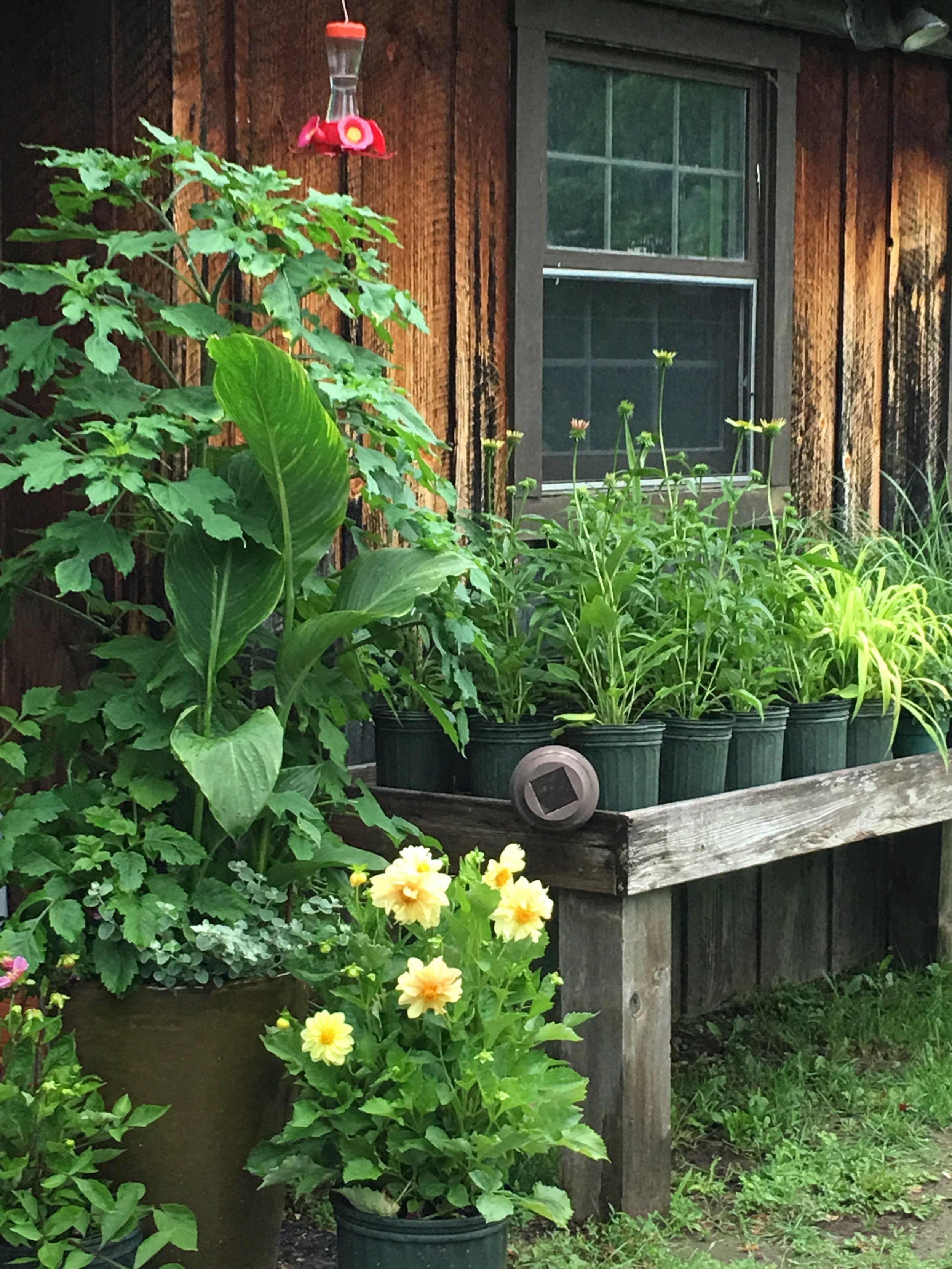 Nursery displays and plant sales area