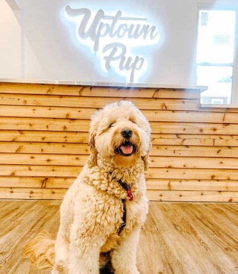 UptownPup_01.JPG