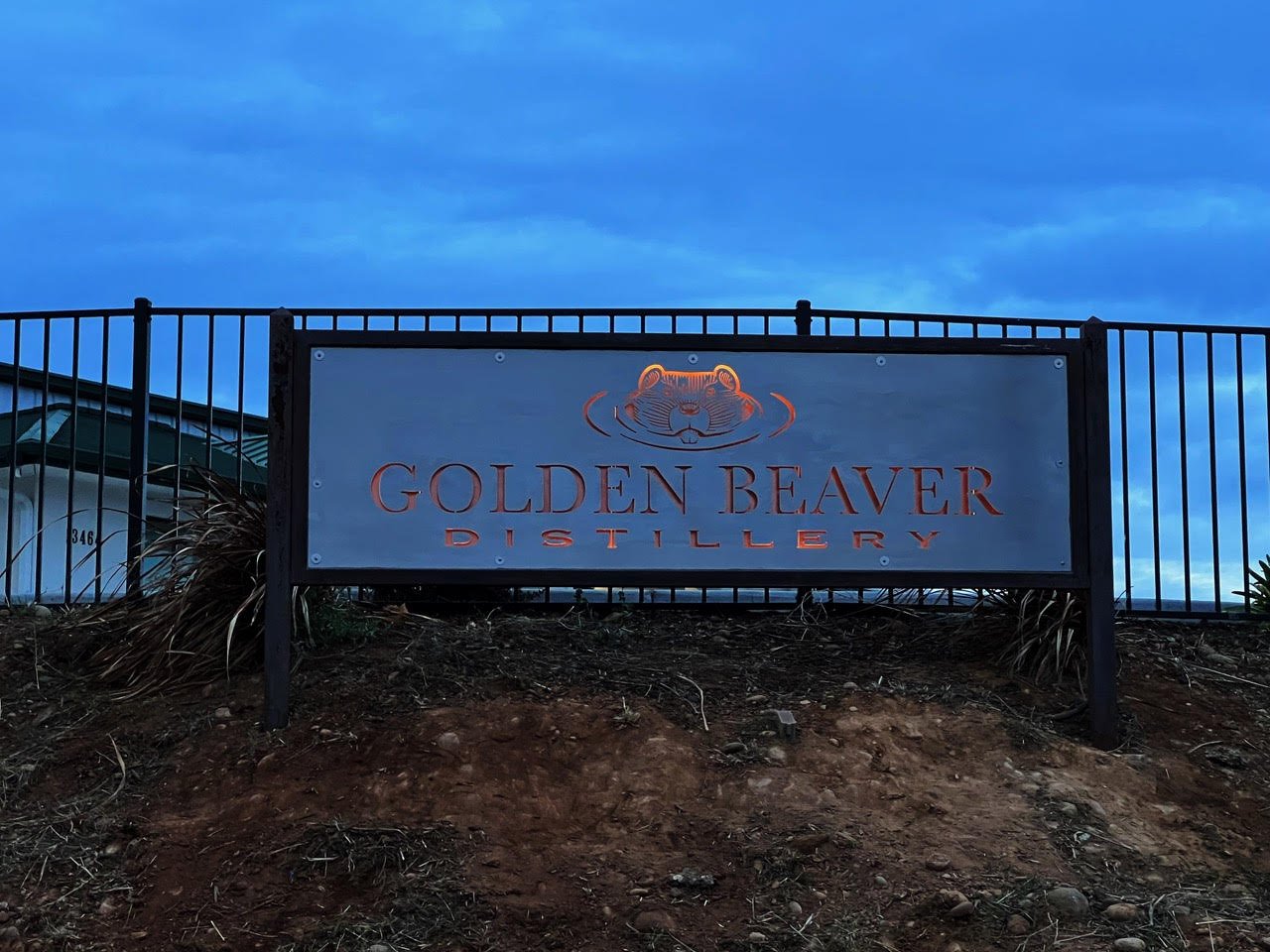 Golden Beaver_02.jpg