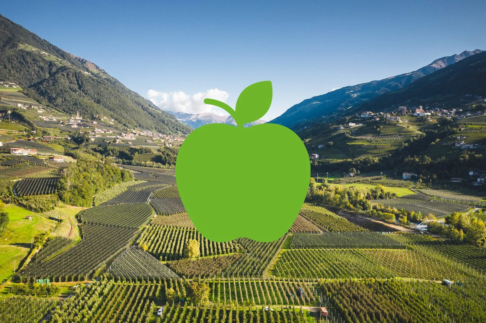 Manuel KotterstegerApfelkonsortium Kopie.jpg